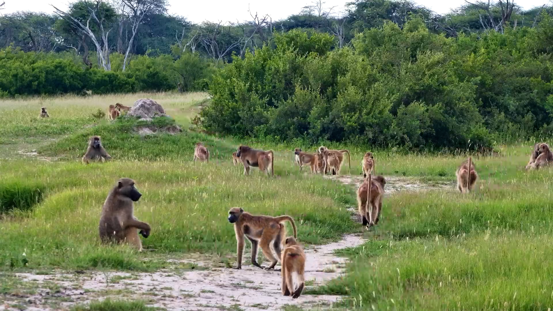 Chacma Baboons Social Hour
