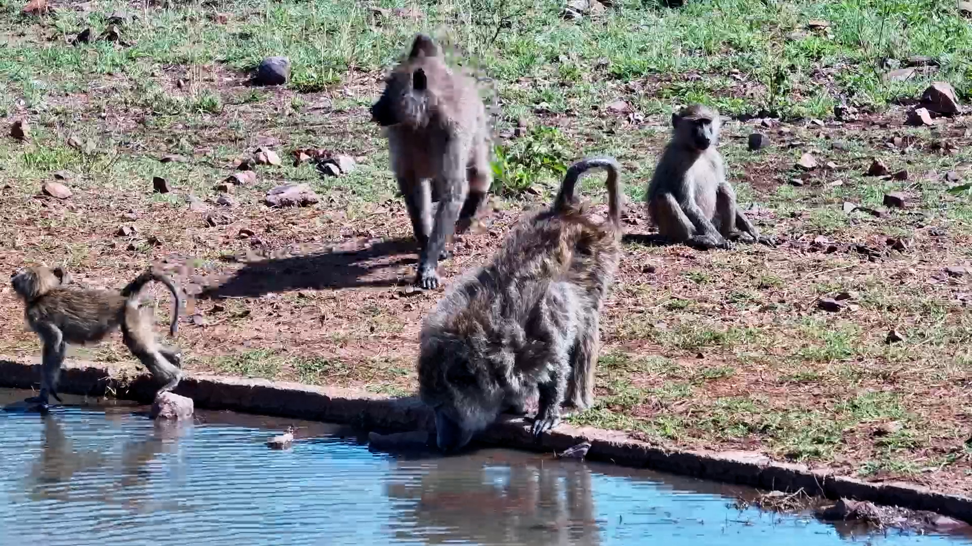Baby Baboon Dips Feet in the Water