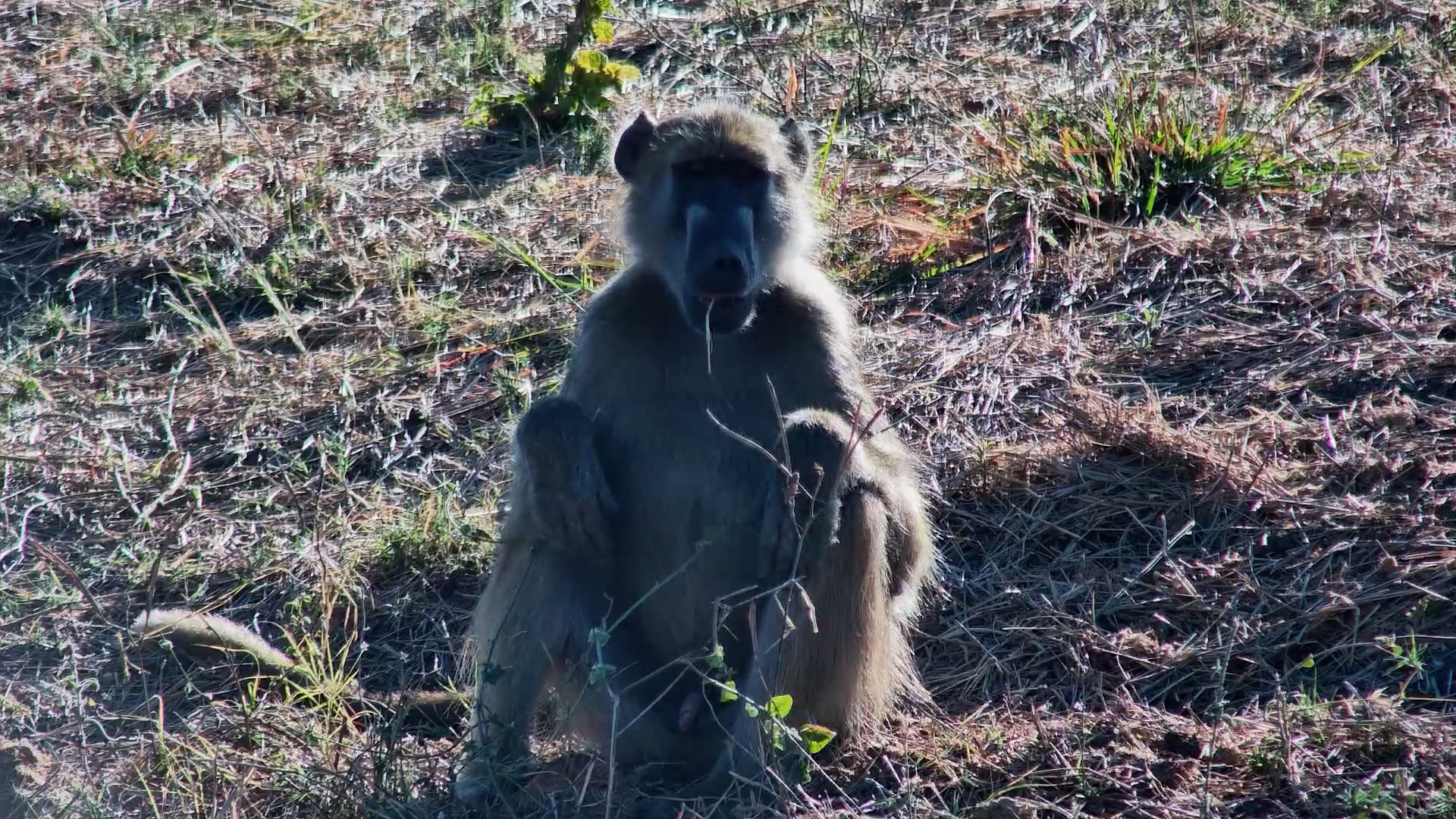 Baboon Takes Snack Time Very Seriously