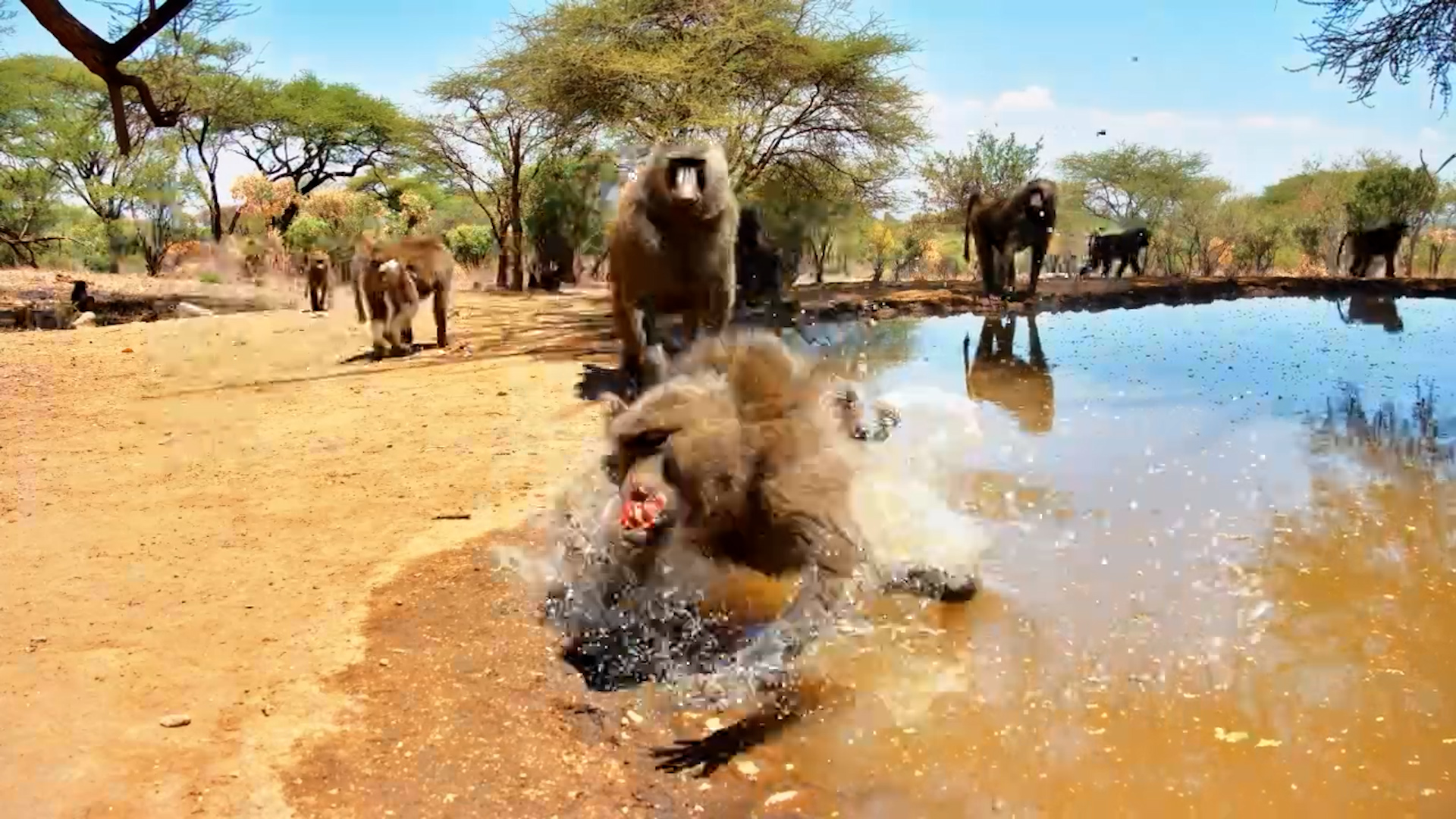 Dramatic Baboon Fight Caught on Camera at Lentorre