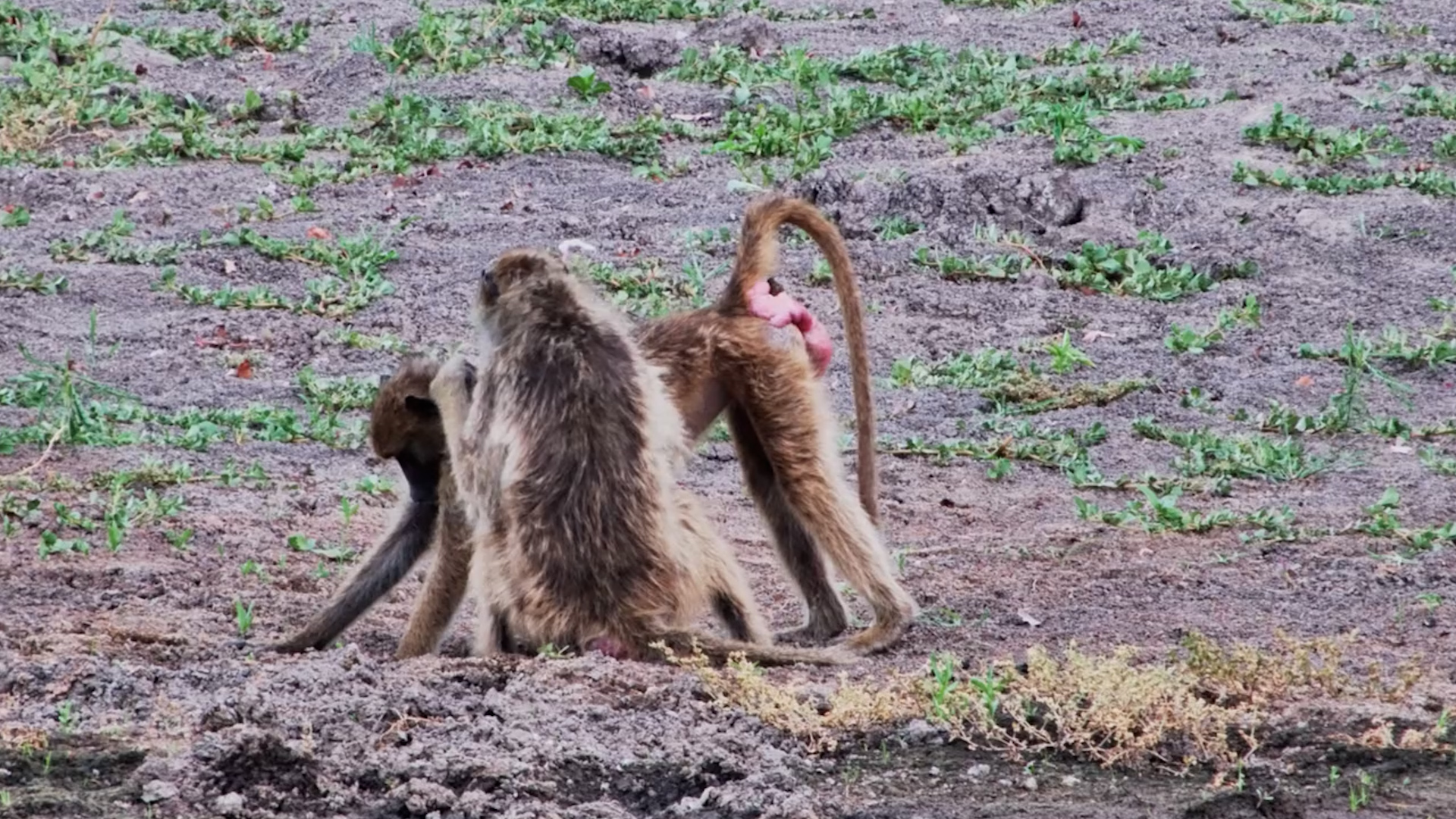 Fast-Forward Friendship: Baboons Groom in Timelapse!