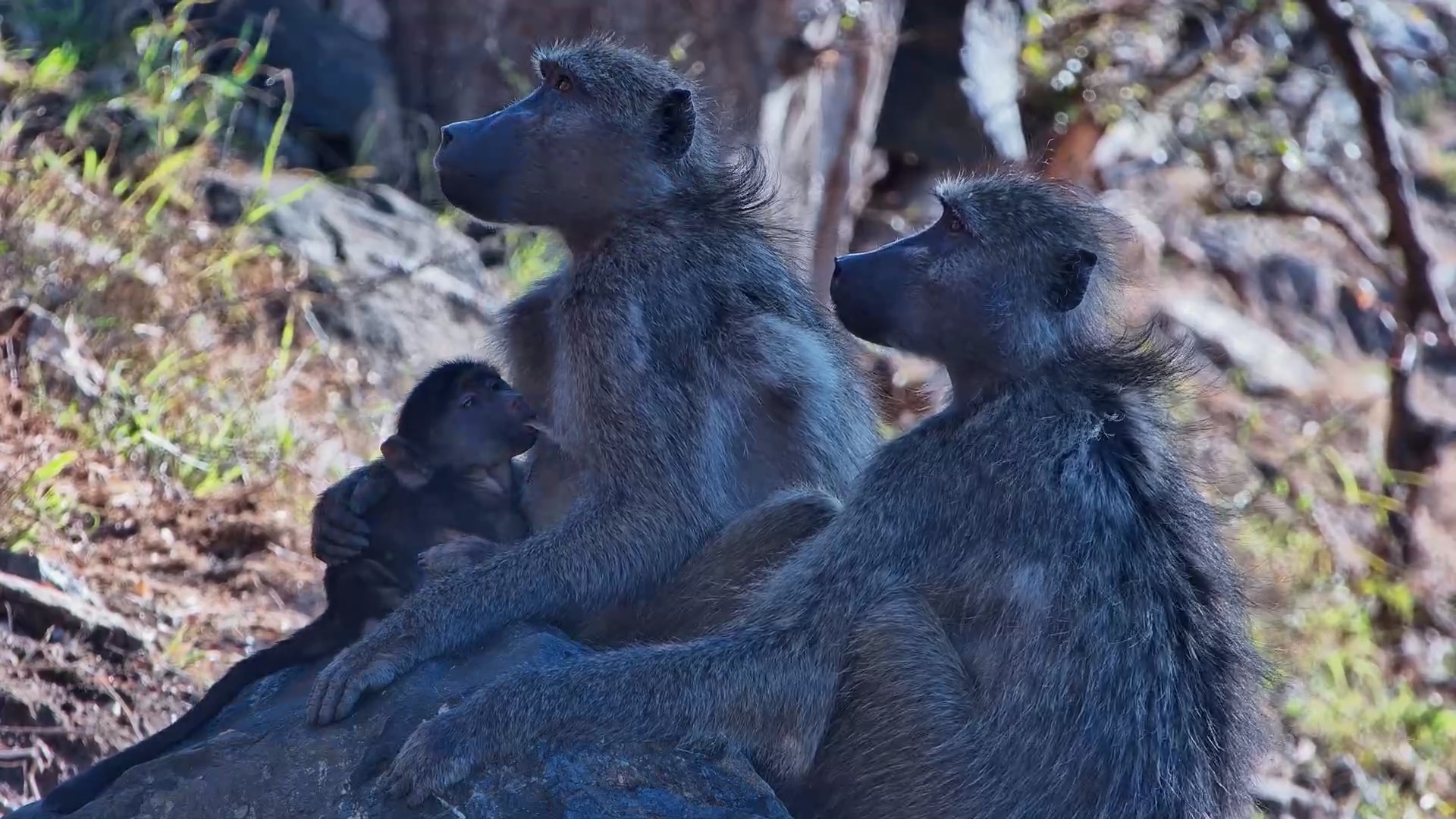 This Baboon Has NEVER Looked More Relaxed
