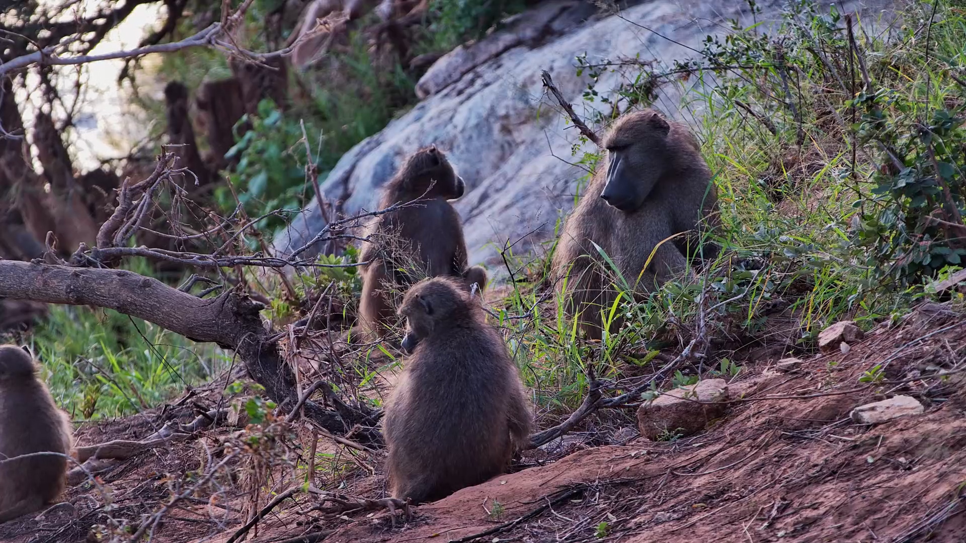 Baboons Wake, Climb Down & Groom