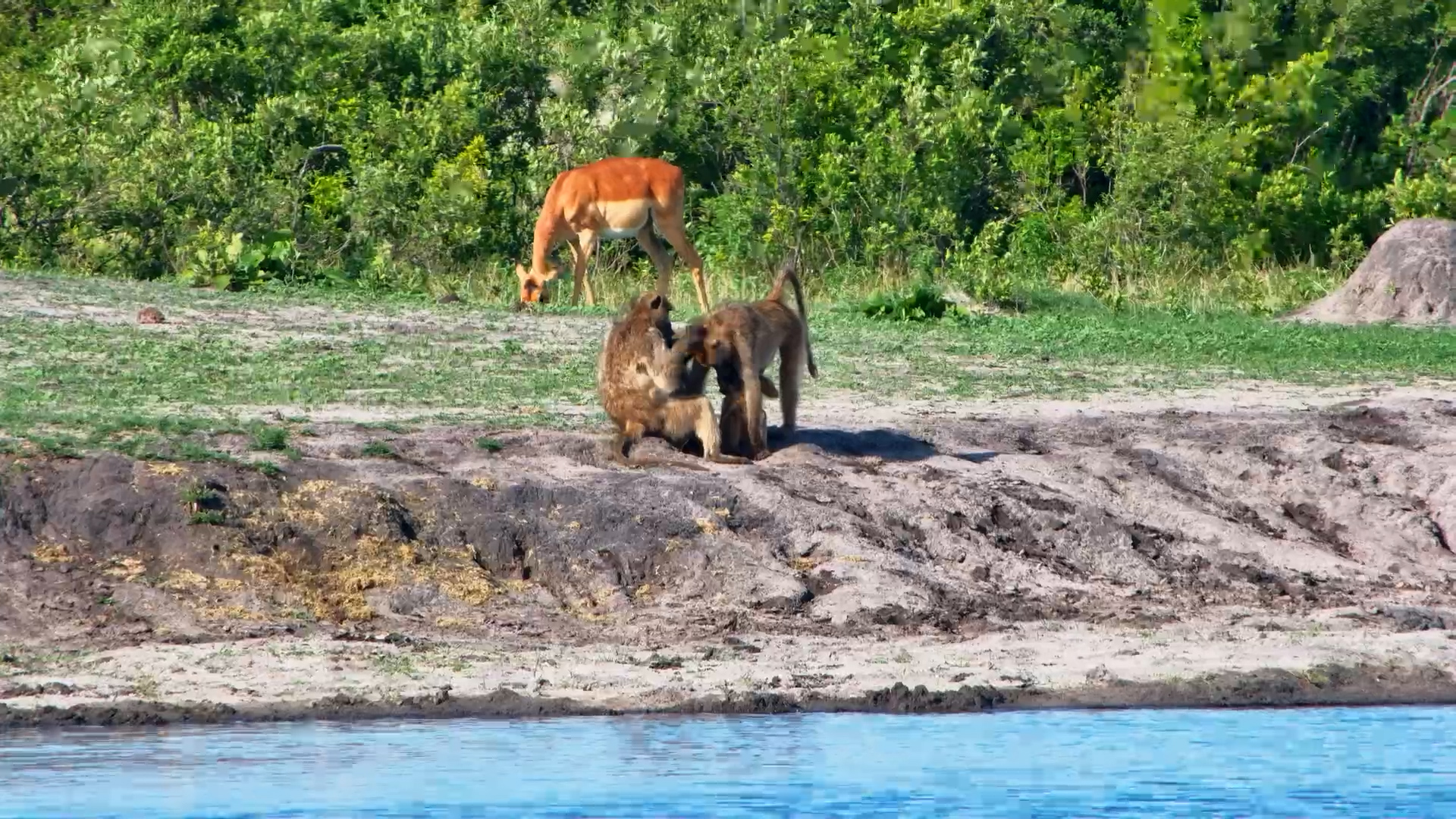 Mischief Incoming! Chacma Baboons Groom, Play & Prepare for Trouble