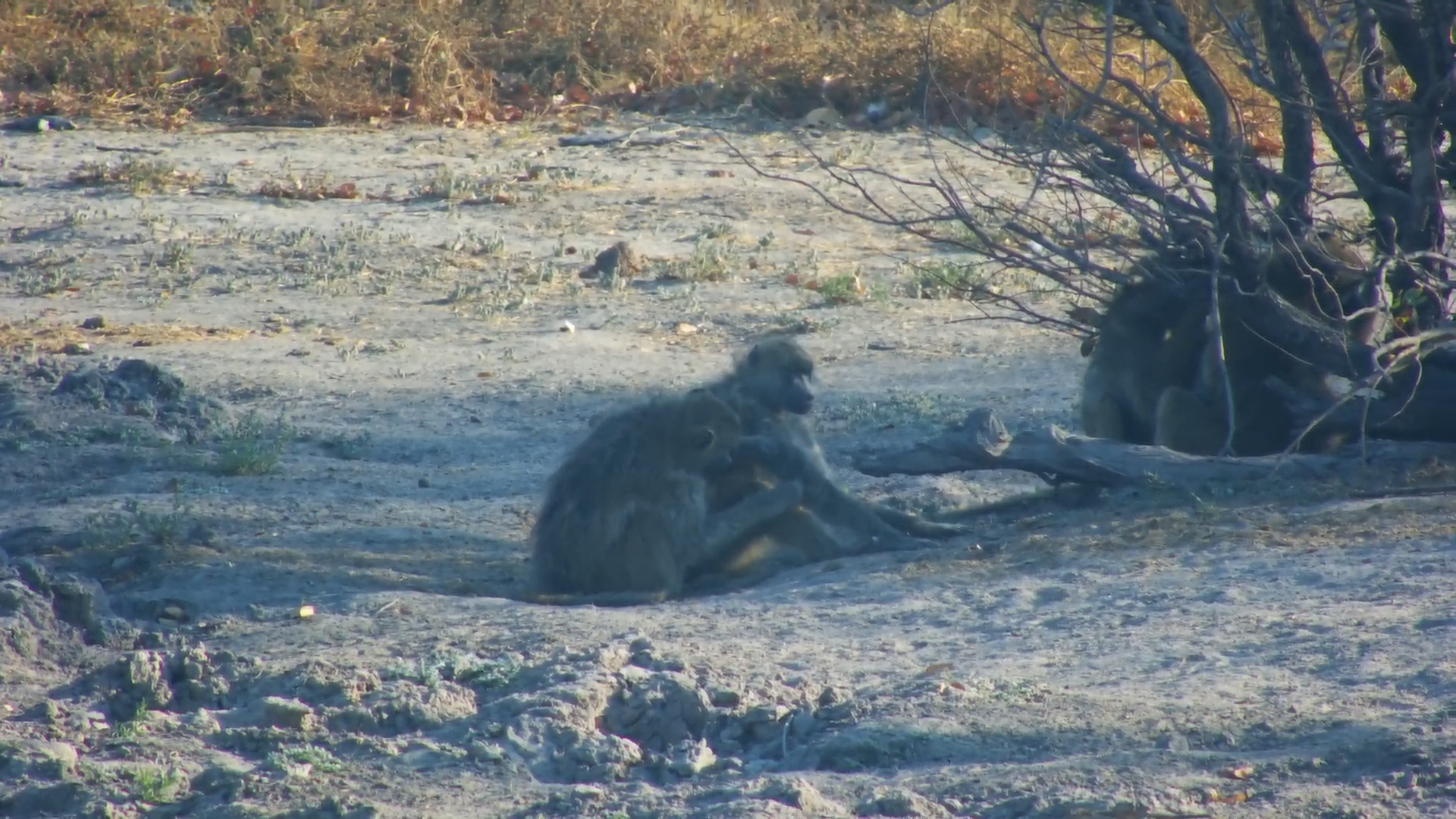 Baboon Bonding Time: Grooming at Twin Pan
