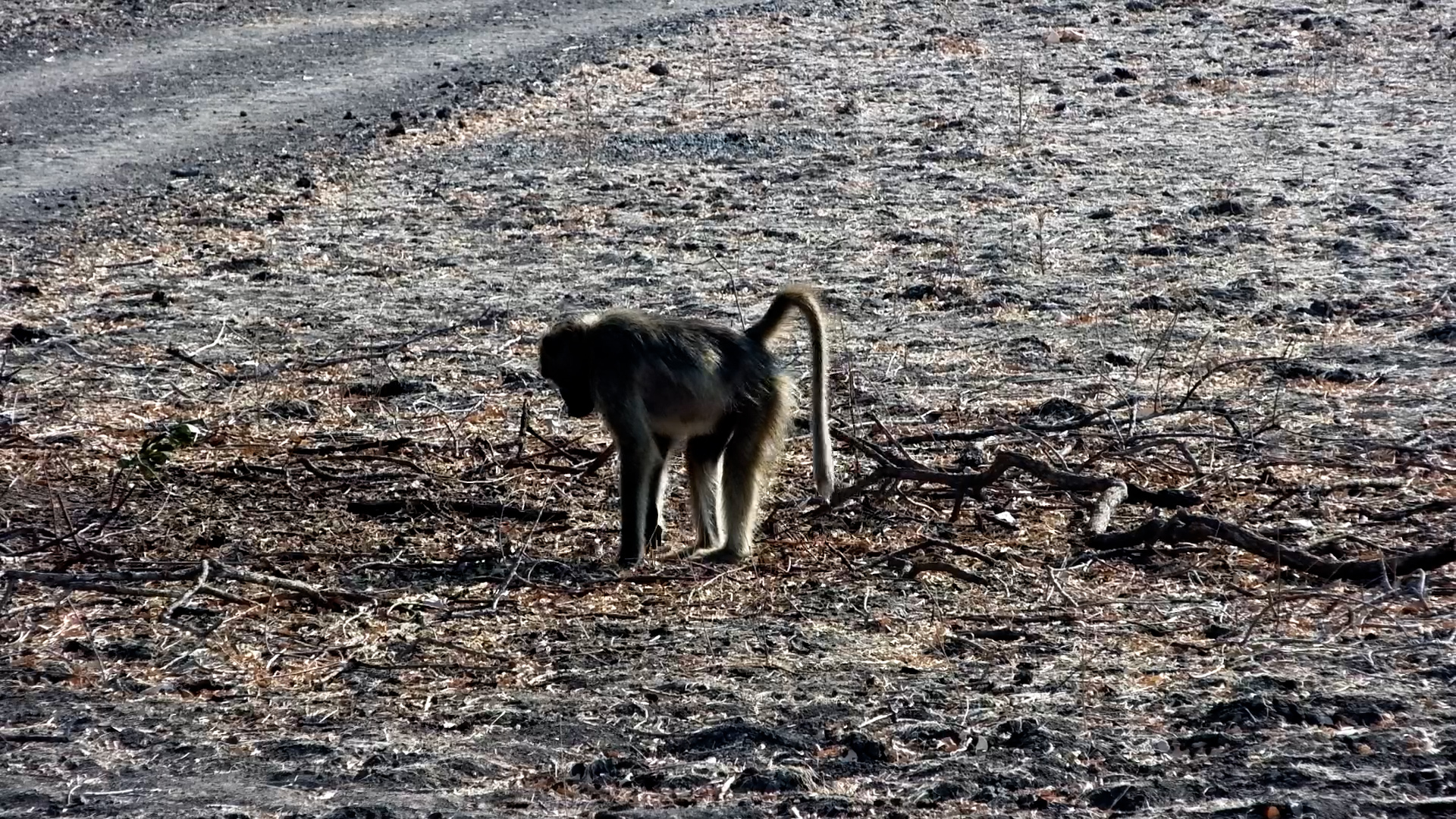 Baboons Hanging Out at Tembo Plains