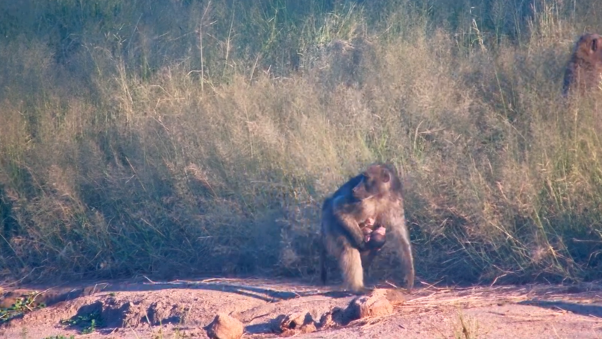 Baboon Troop at Serondella
