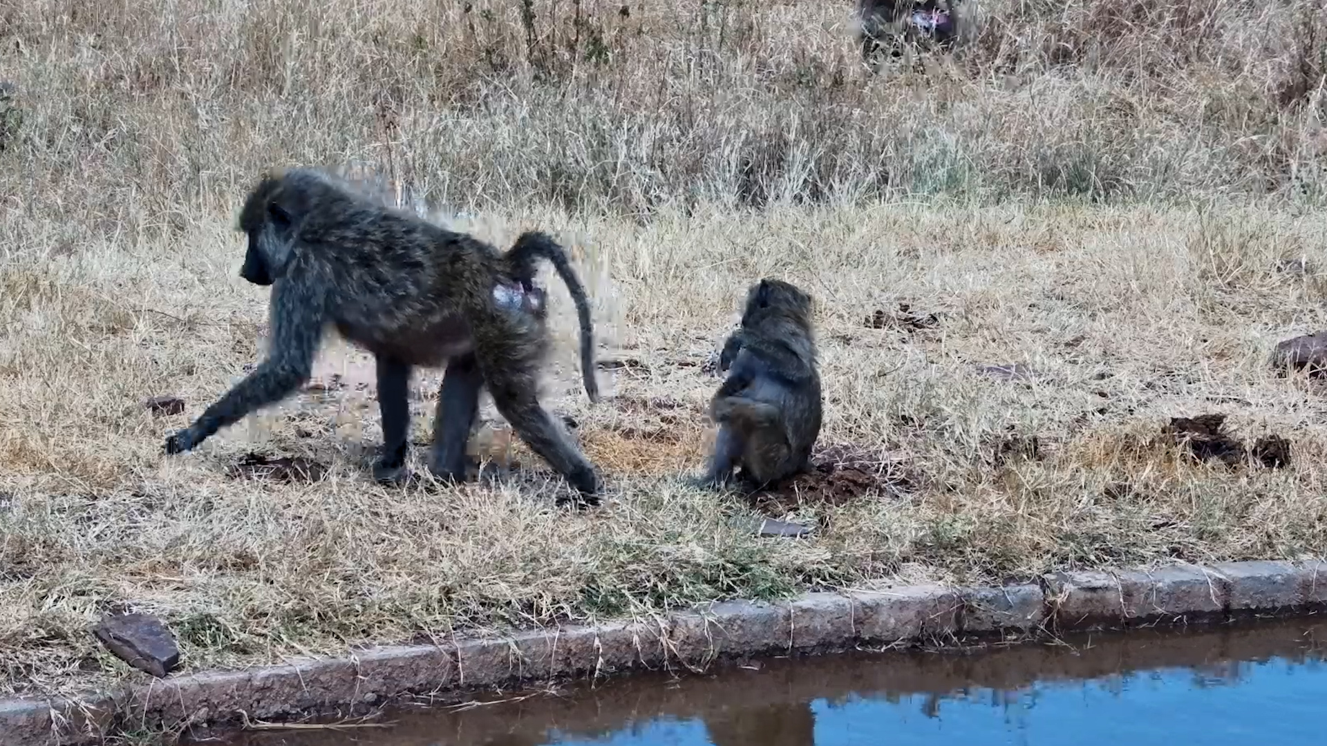 Olive Baboons Make the Most of the Waterhole