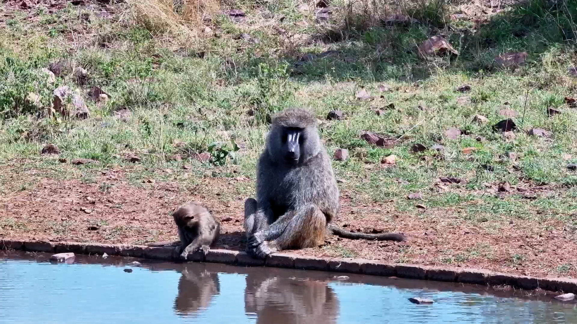 Olive Baboon Keeps Watch by the Waterhole in the Serengeti