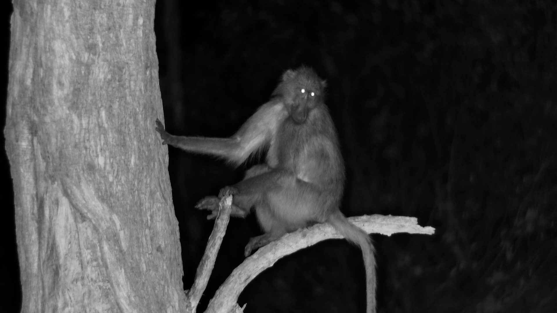 Baboons Haul Babies to Bed