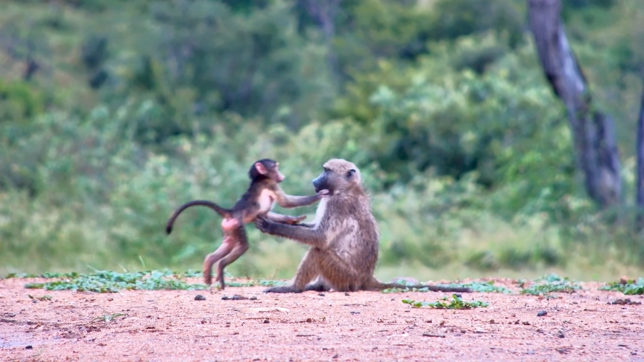 Chacma Baboons Having Fun at Kings Camp
