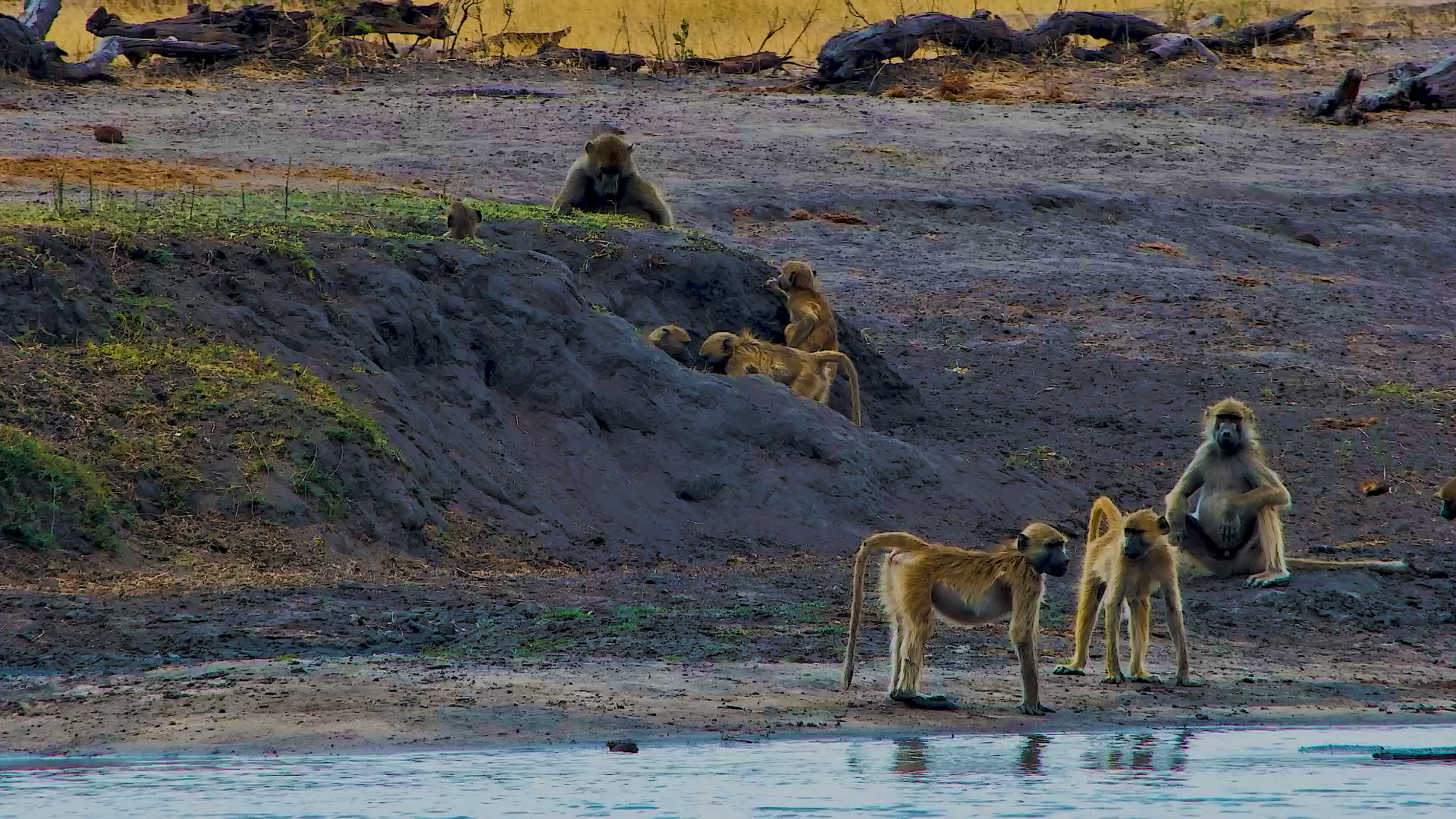 Baboons Play and Frolic at the Hide Waterhole