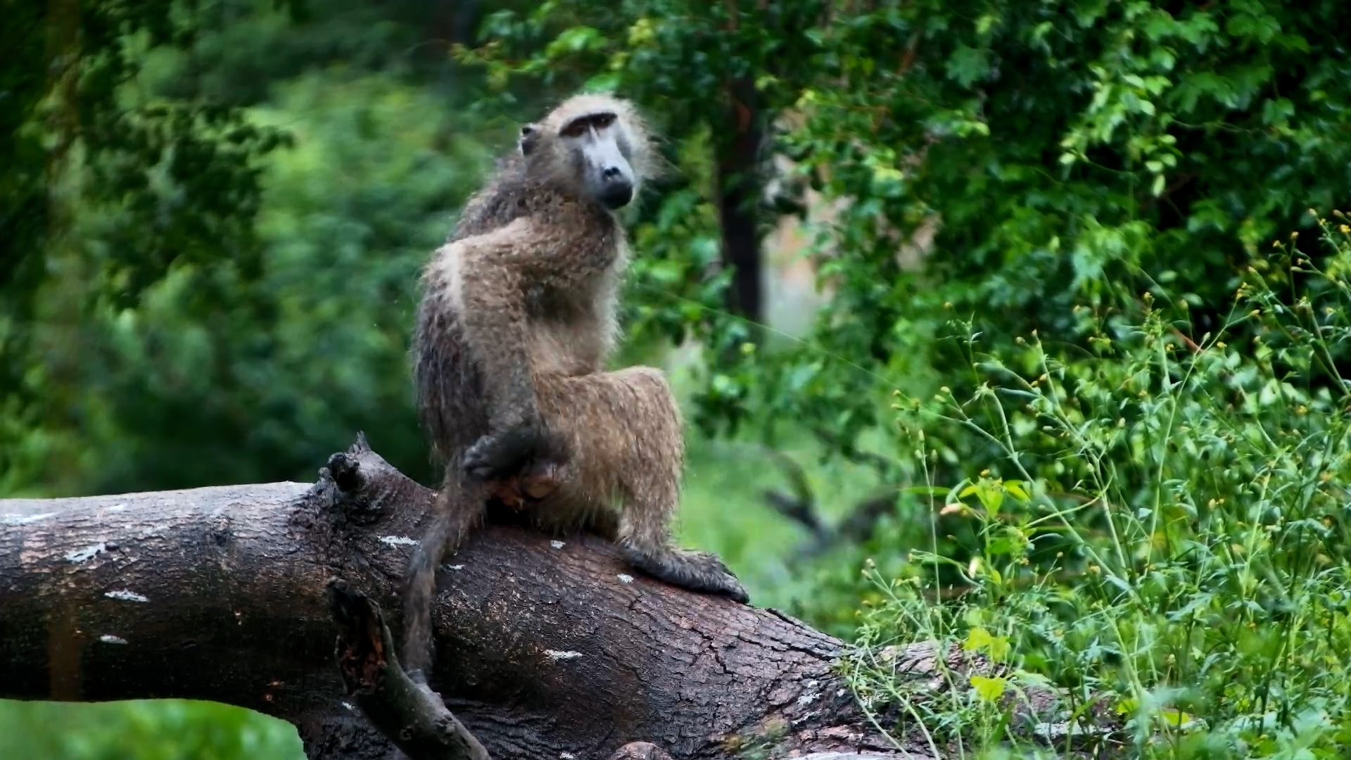 Baboons Dodge Floodwaters on Olifants