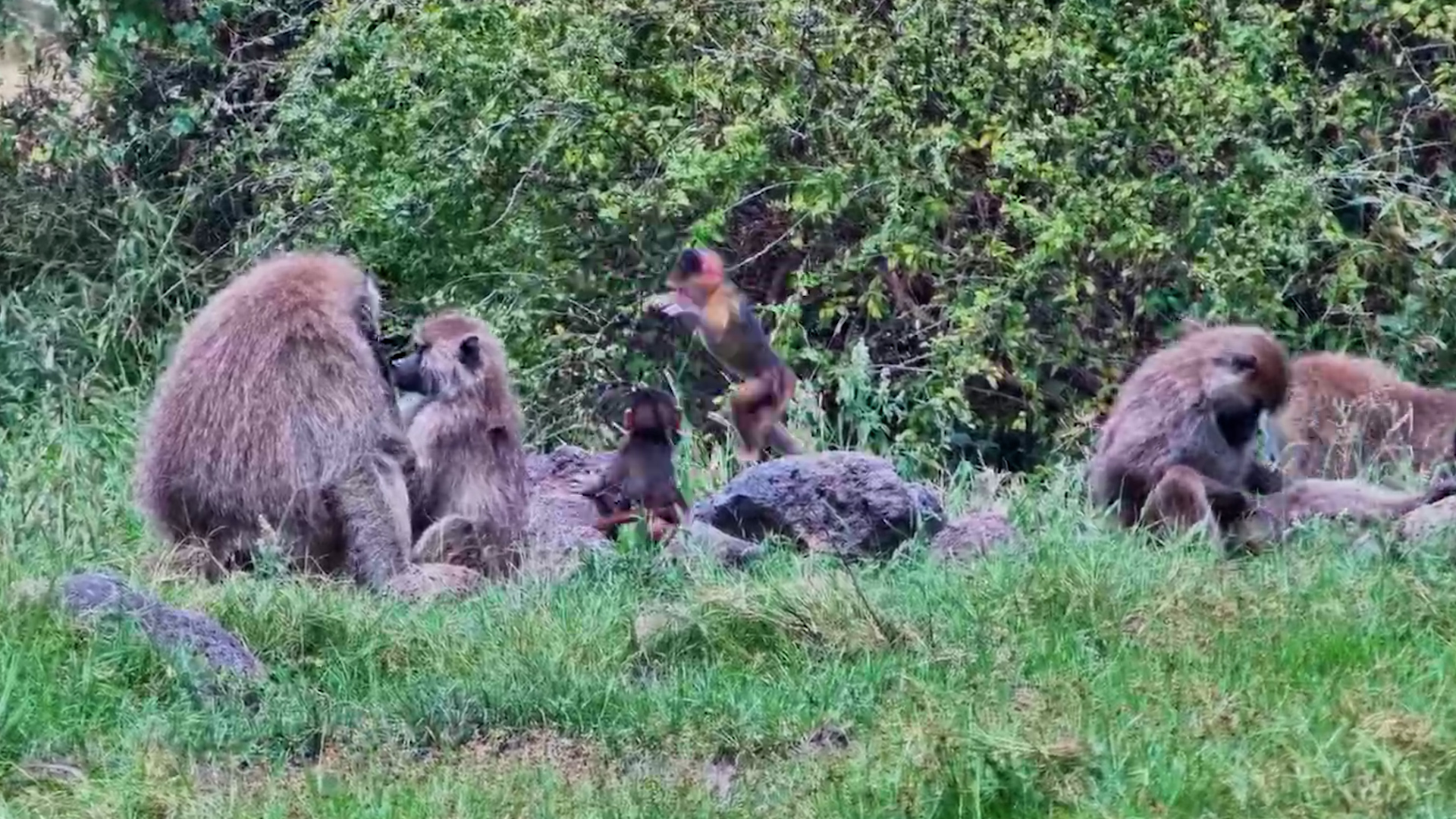 Young Baboons Playing While Adults Groom