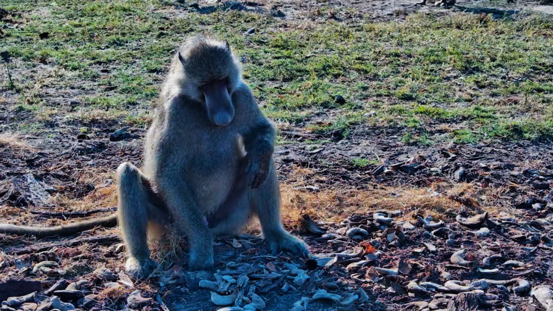 Baboons Found the Best Snack Spot by the Camera