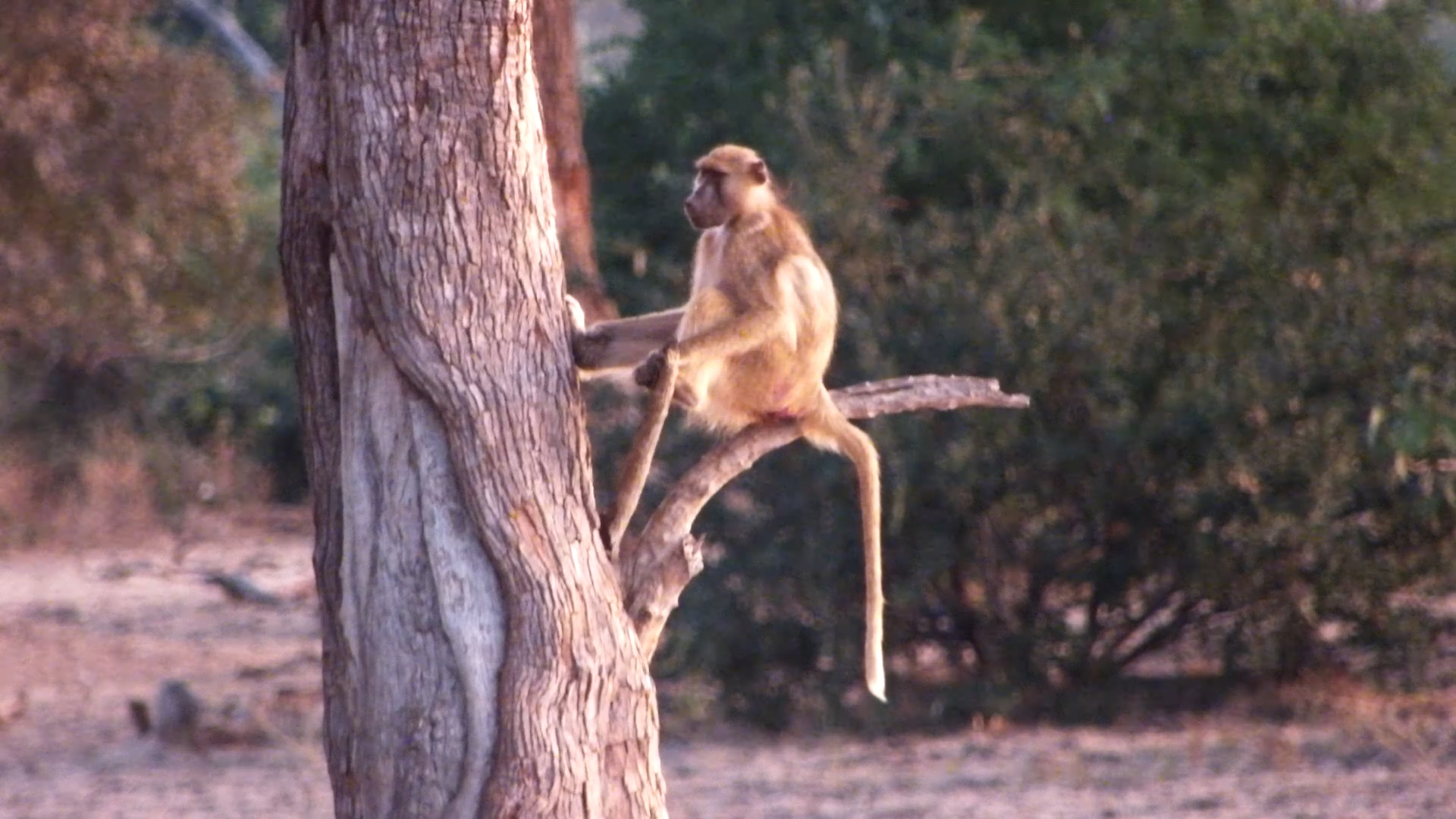 Baboon Troop Called It a Day