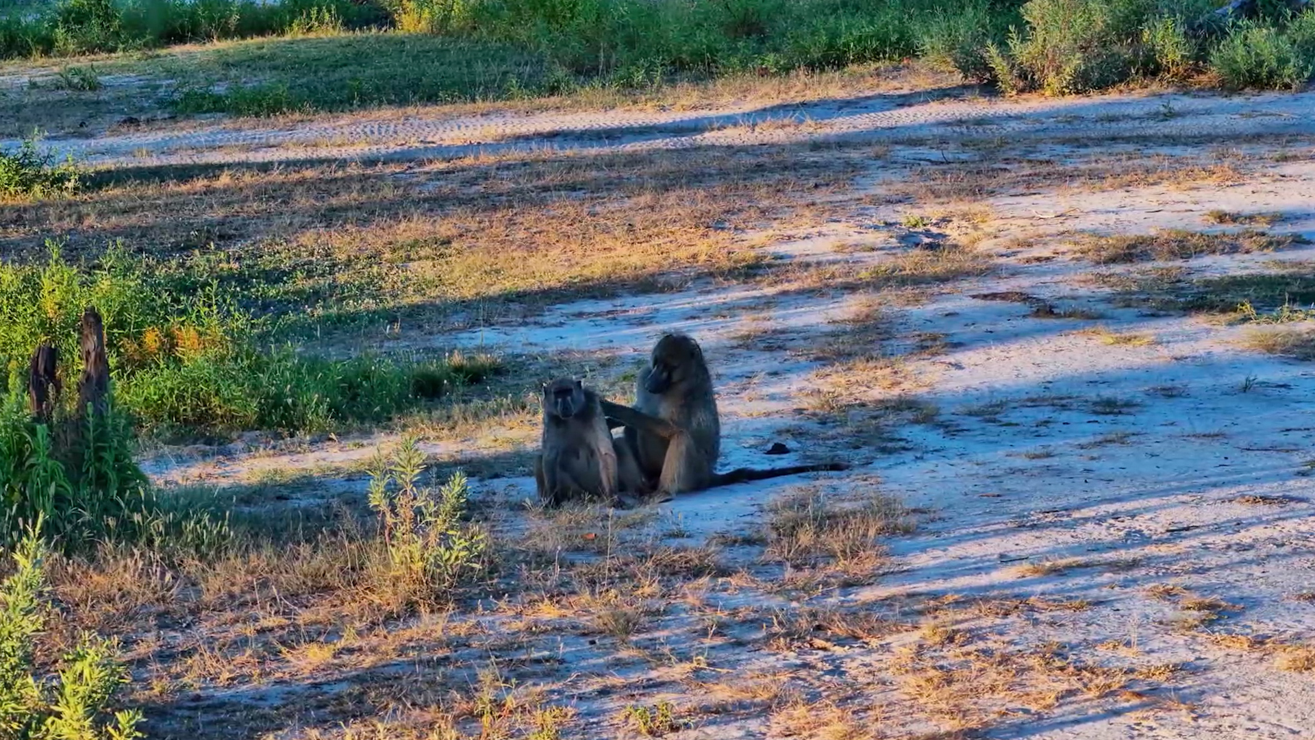 Baboon Time at Twin Pan