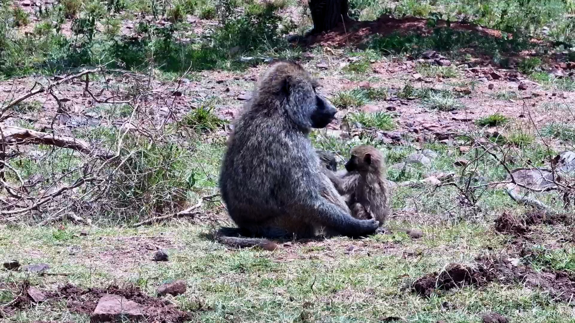 Big Male Baboon Gets Groomed by a Youngster