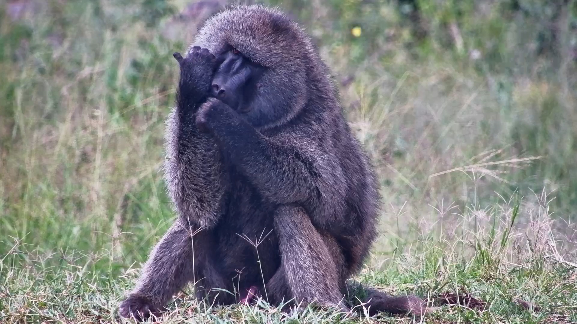 Baboons Just Chillin’ at the Waterhole