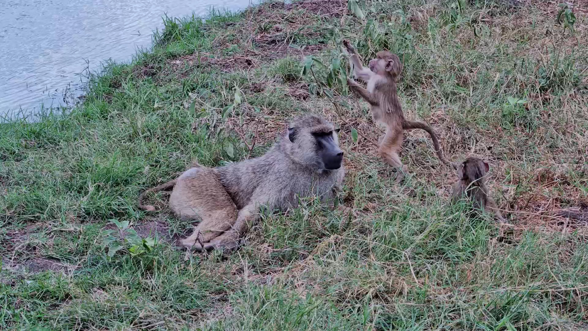 Baboon Enjoys a Lazy Afternoon in the Grass