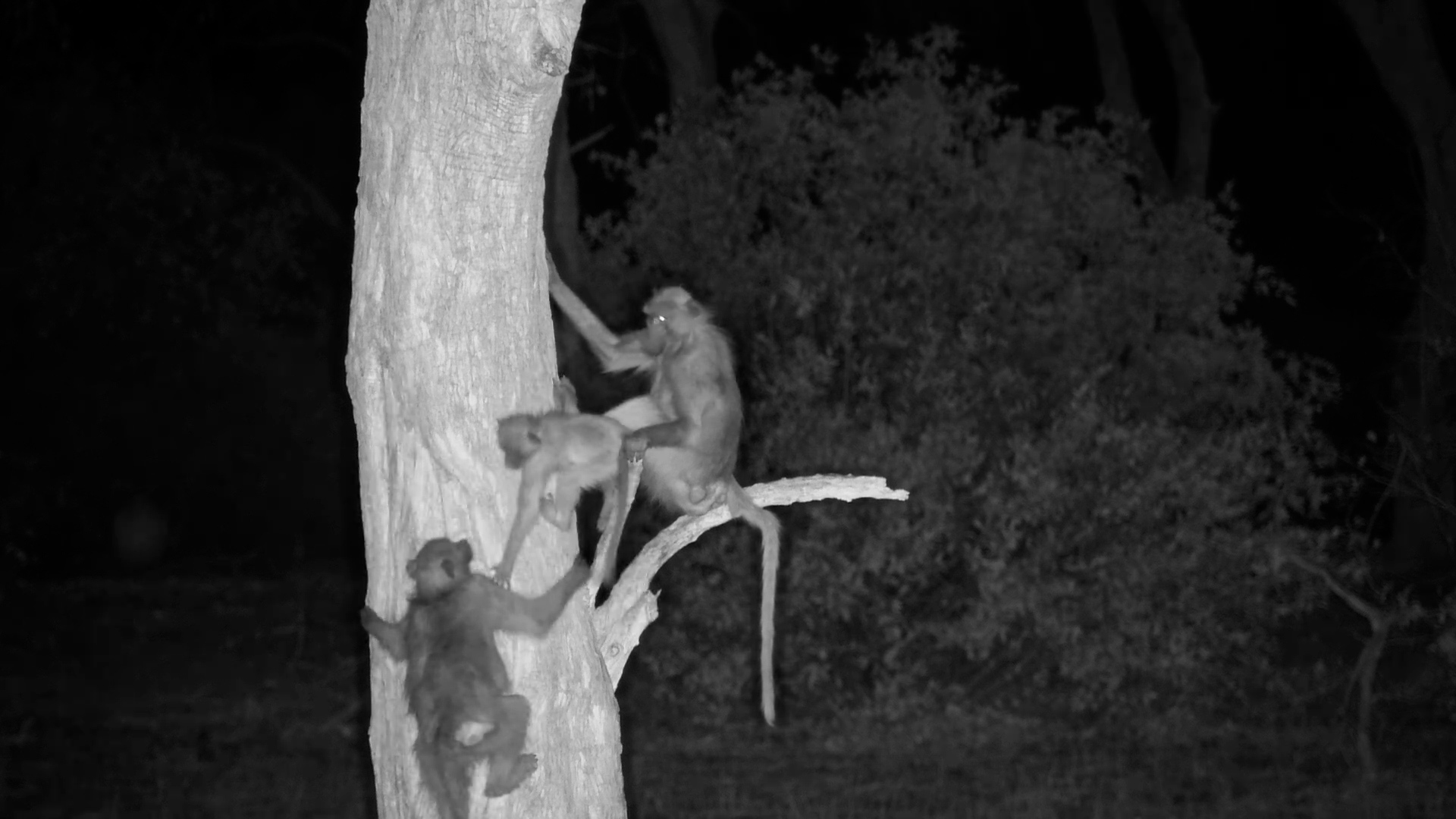 Baboons Take to the Trees at Tembo Plains