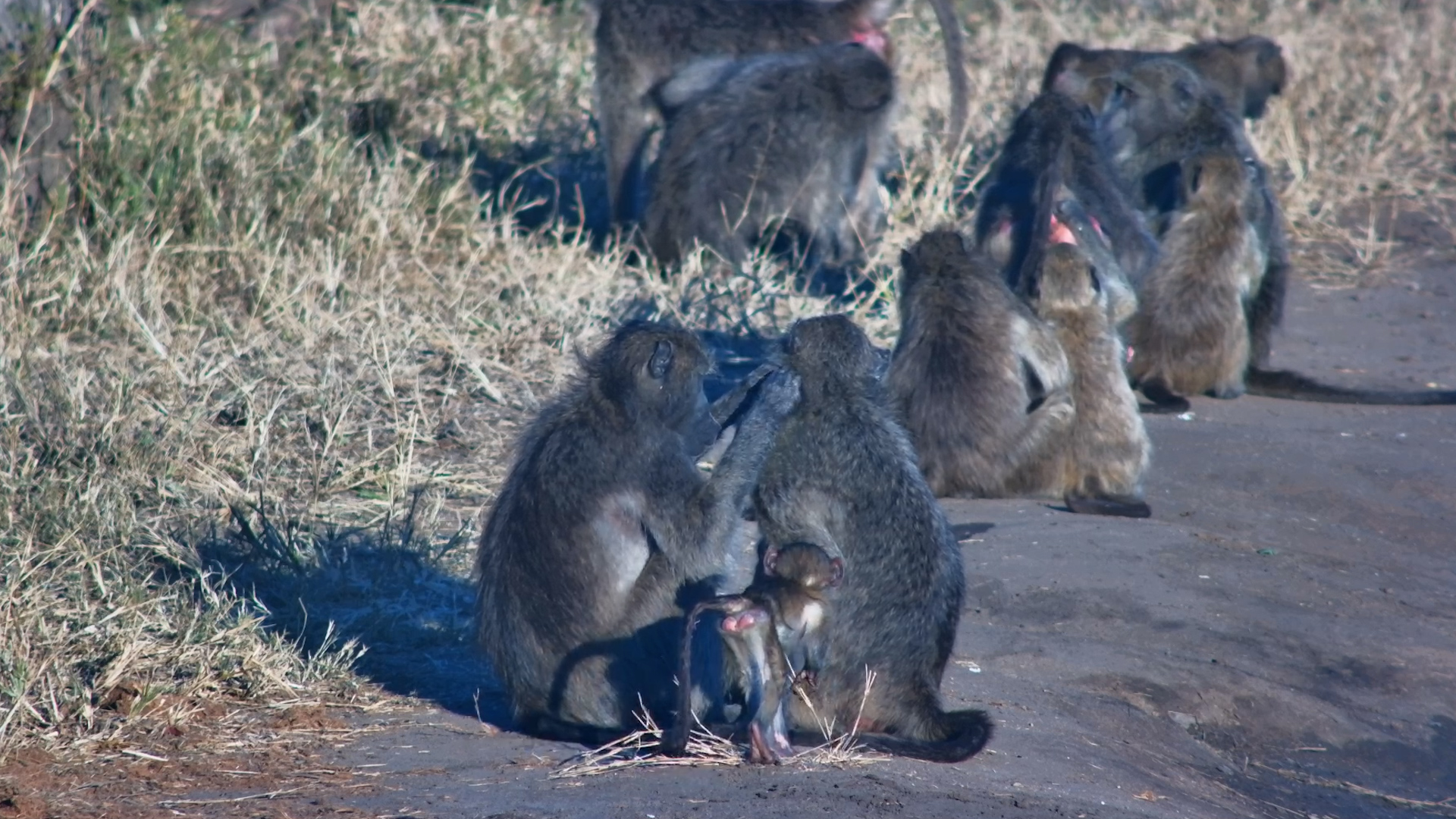 The Baboon Spa Is Open for Business