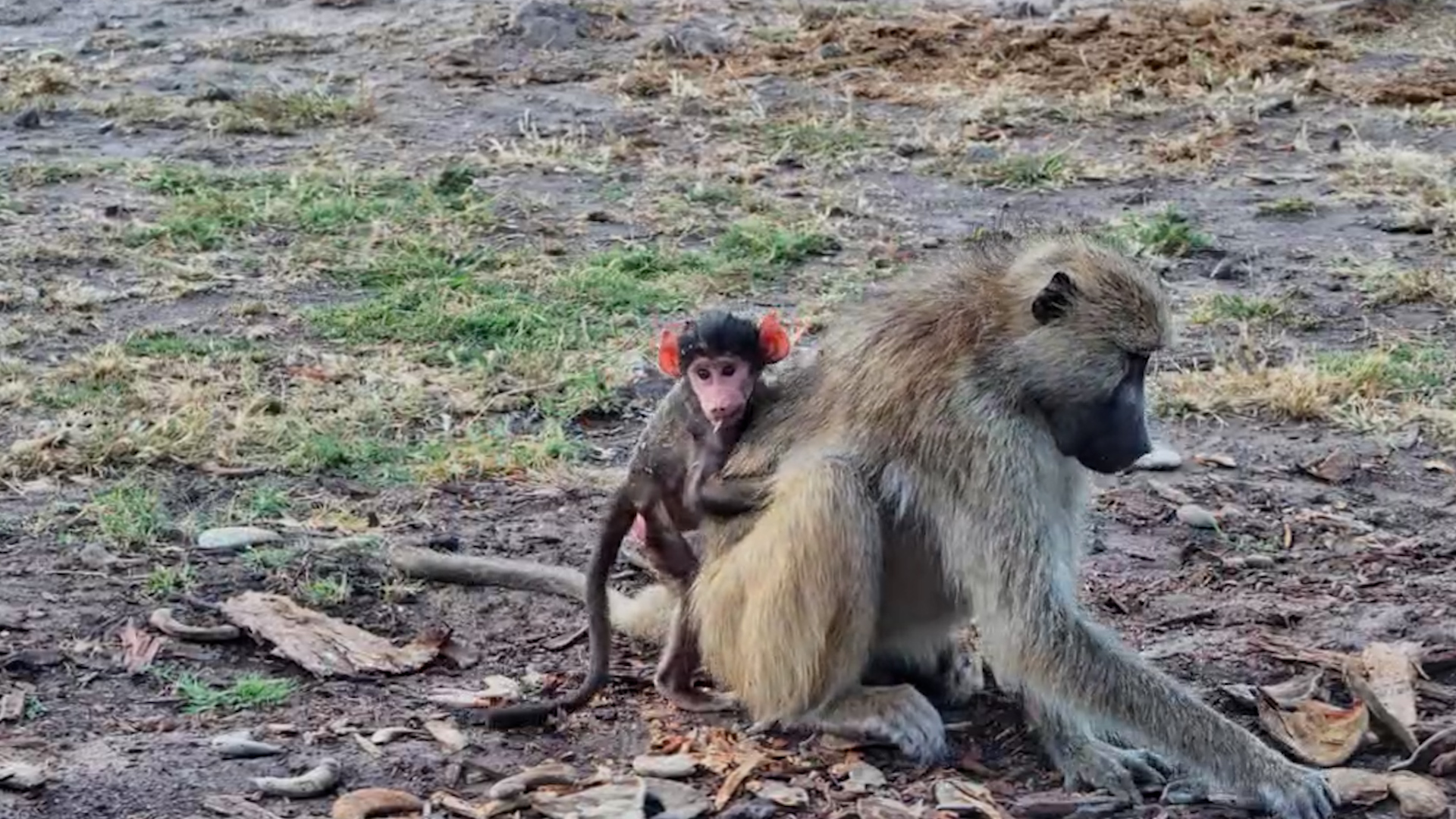 The Baboons Found the Best Snack Spot by the Camera