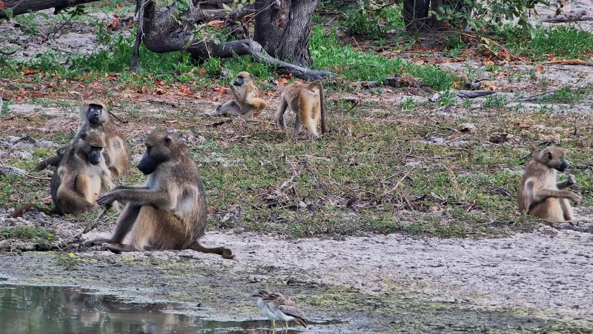 Baboons Gather by the Water for a Relaxed Afternoon