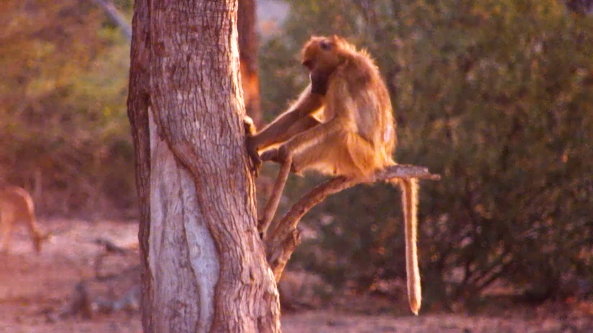 Baboons Wind Down Before Bed