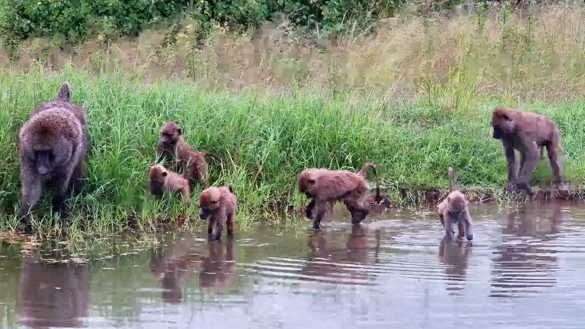 Baboons Snack & Sip at the Waterhole