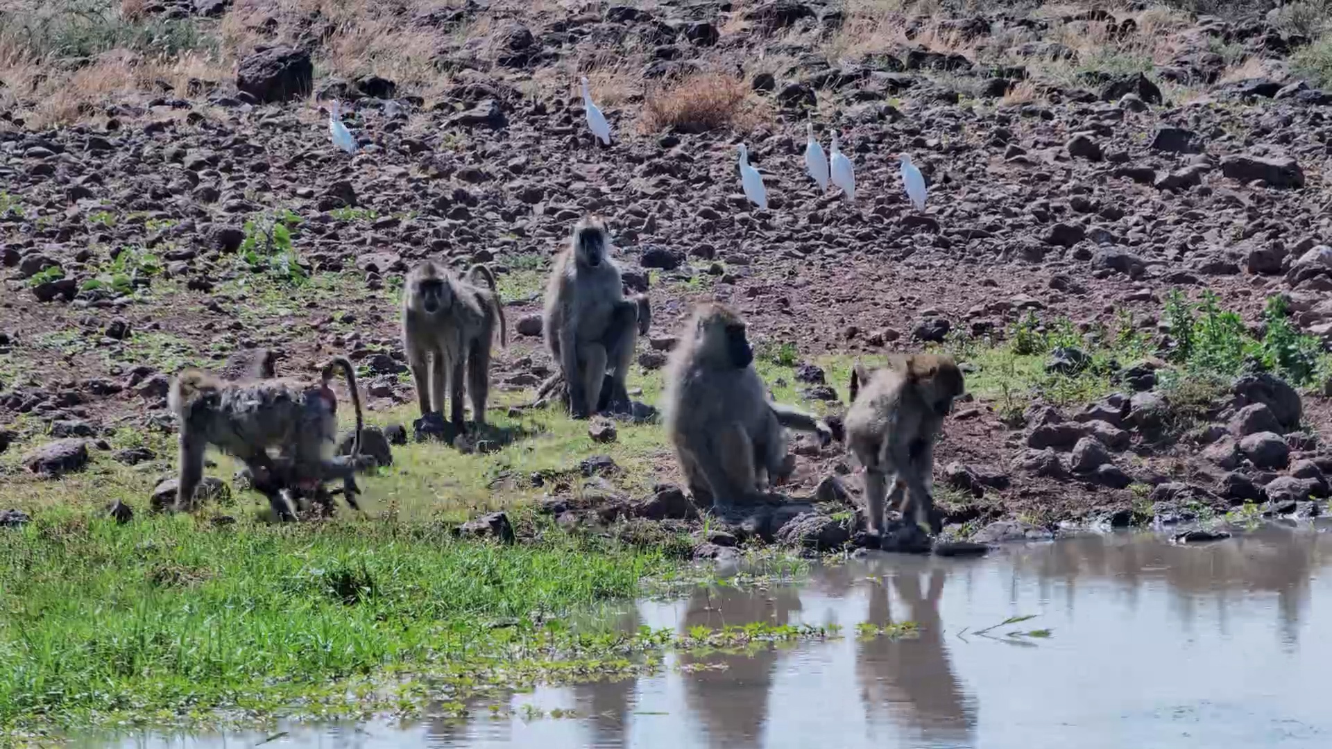 Baboon Ride-Along! Cute Baby Hitches a Lift on Mom