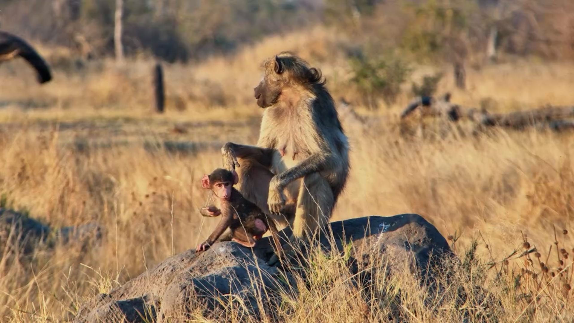 Elephants Get Filthy While the Baboons Chill