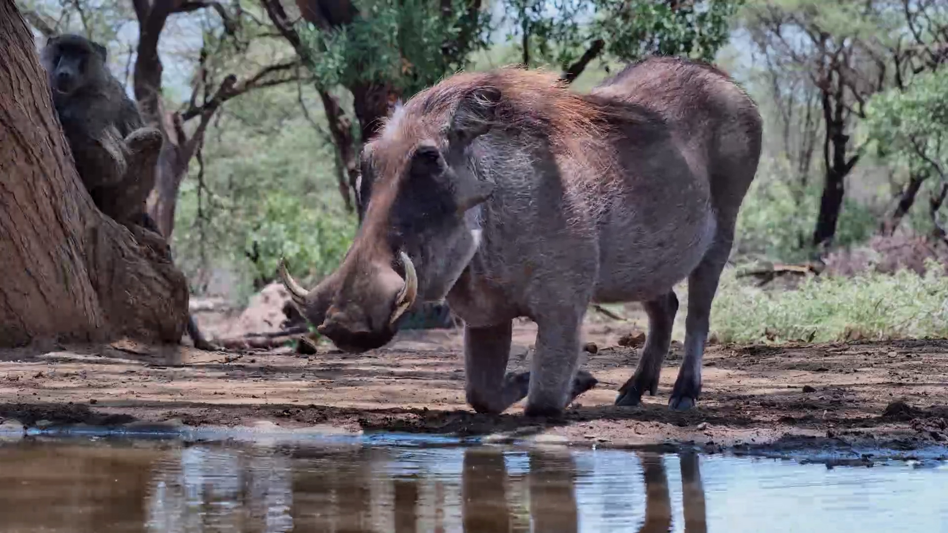 Warthog Wallows Like a Boss