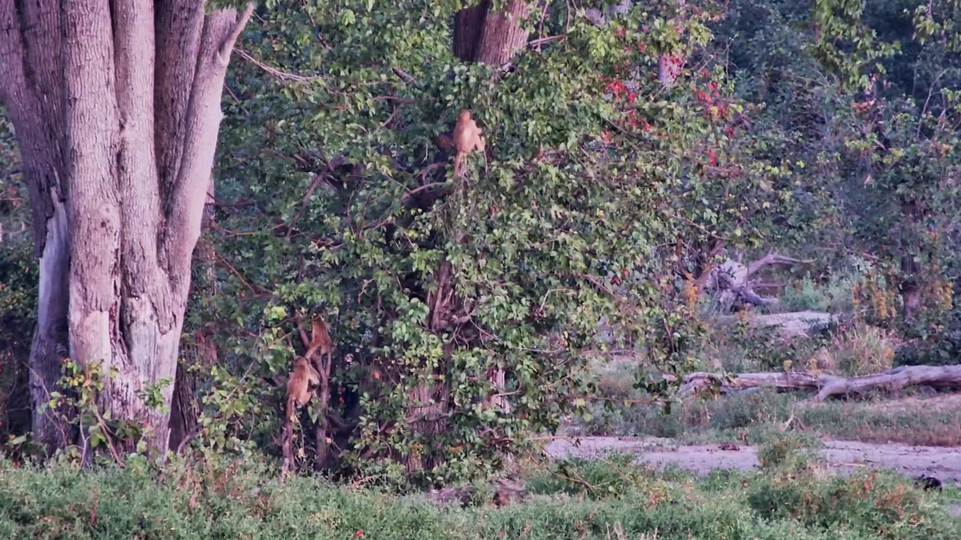 Tree Gymnastics With the Baby Baboons