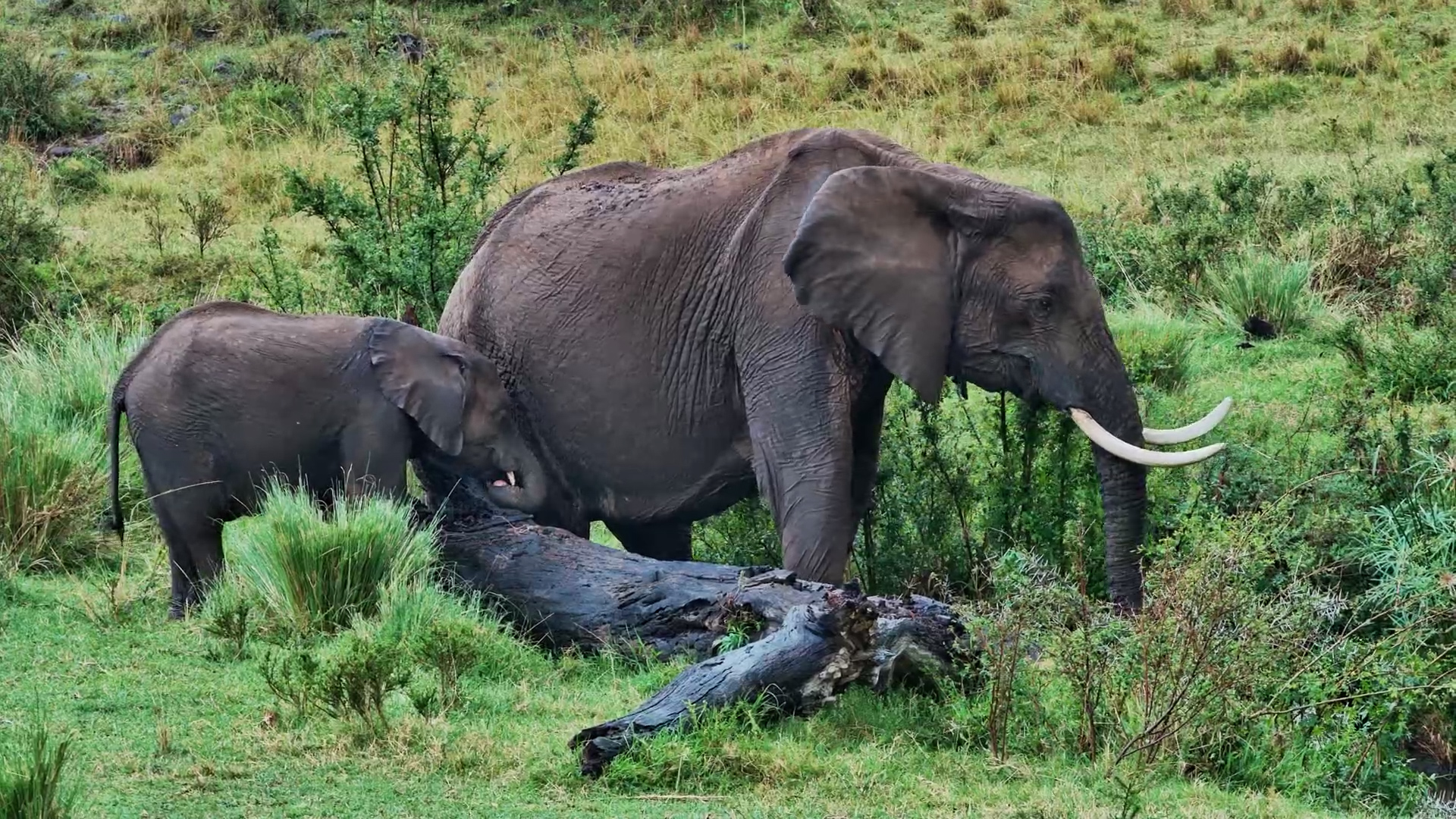 Old Female Elephant with Crossed Tusks Feeds with Young