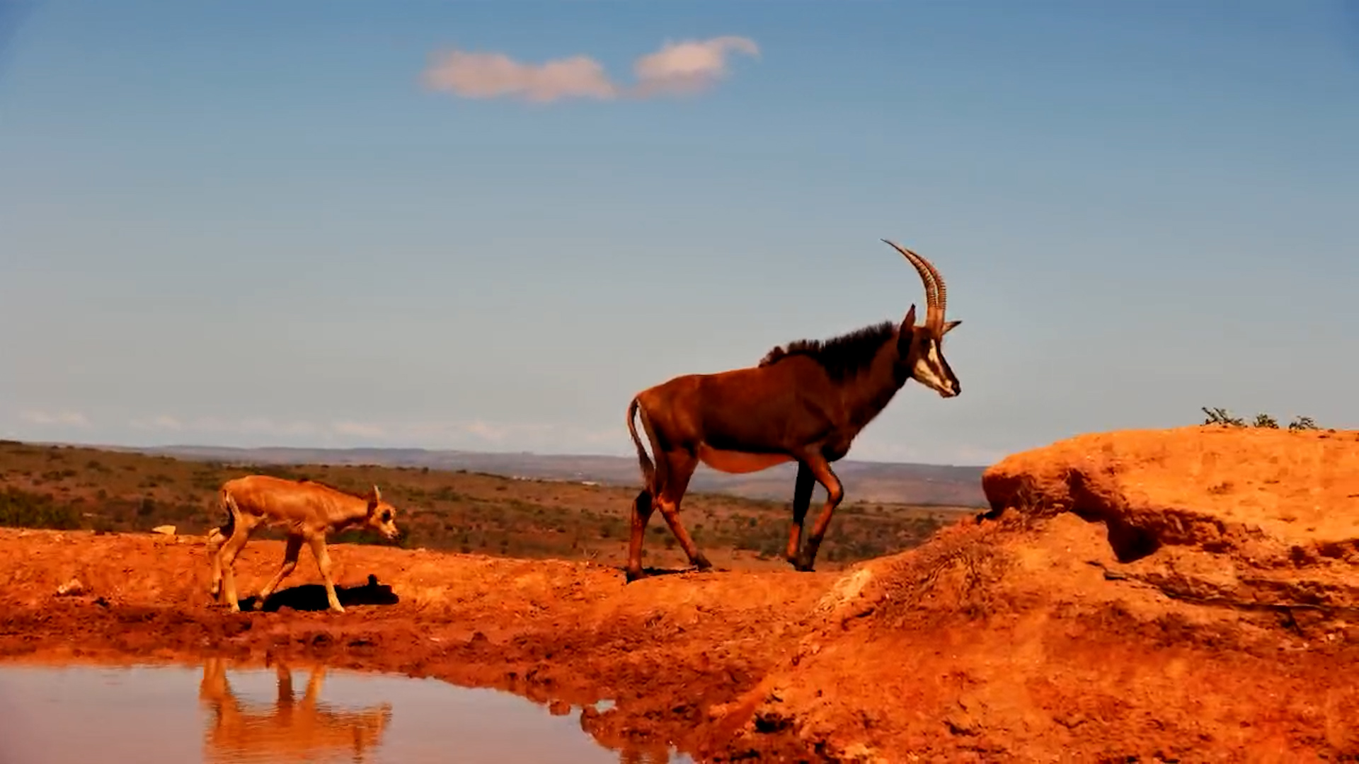 Cute Baby Sable Visits Founders Waterhole