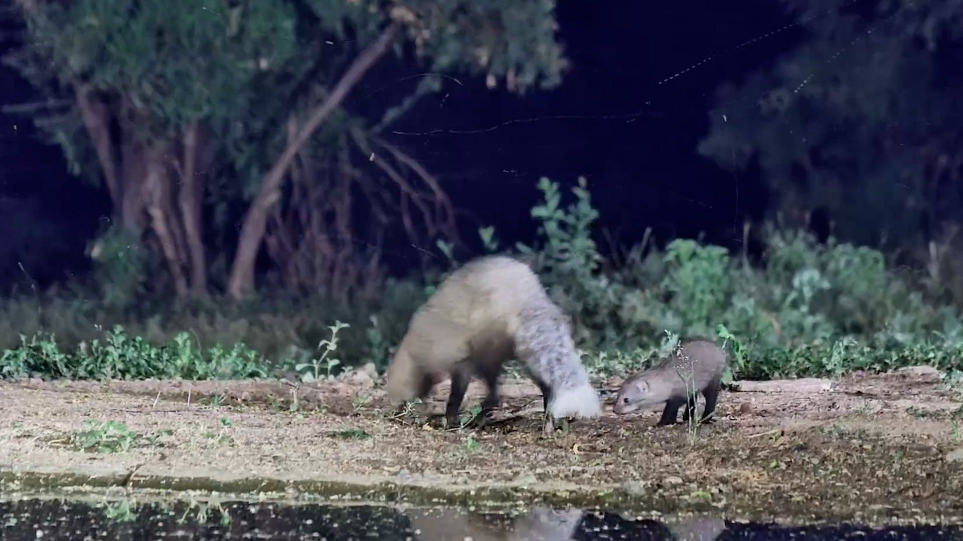Tiny Baby White-Tailed Mongoose Spotted With Mum