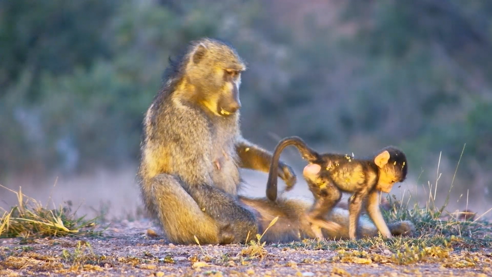 One Tiny Baboon Stole the Show