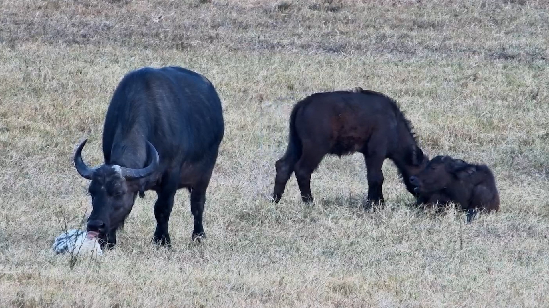 These Baby Buffalo Are Too Cute to Ignore