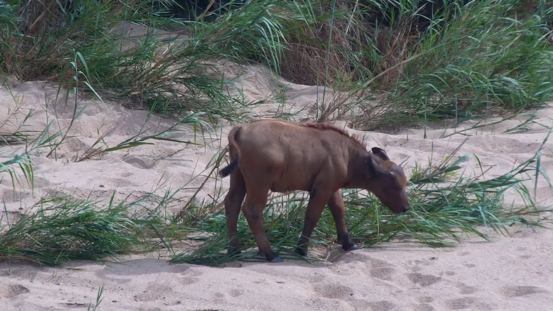 Adorable Buffalo Calves at the Water’s Edge