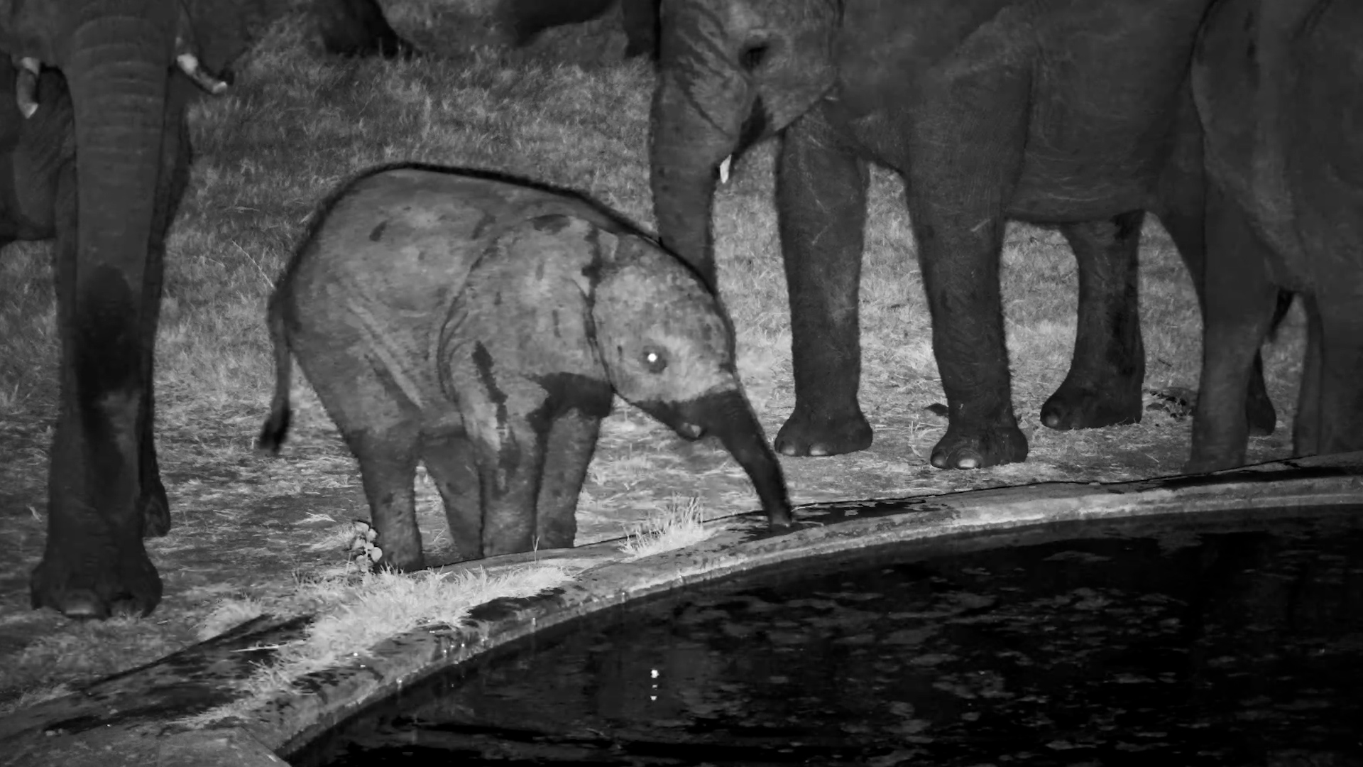 Tiny Elephant Has No Idea How the Trunk Works Yet