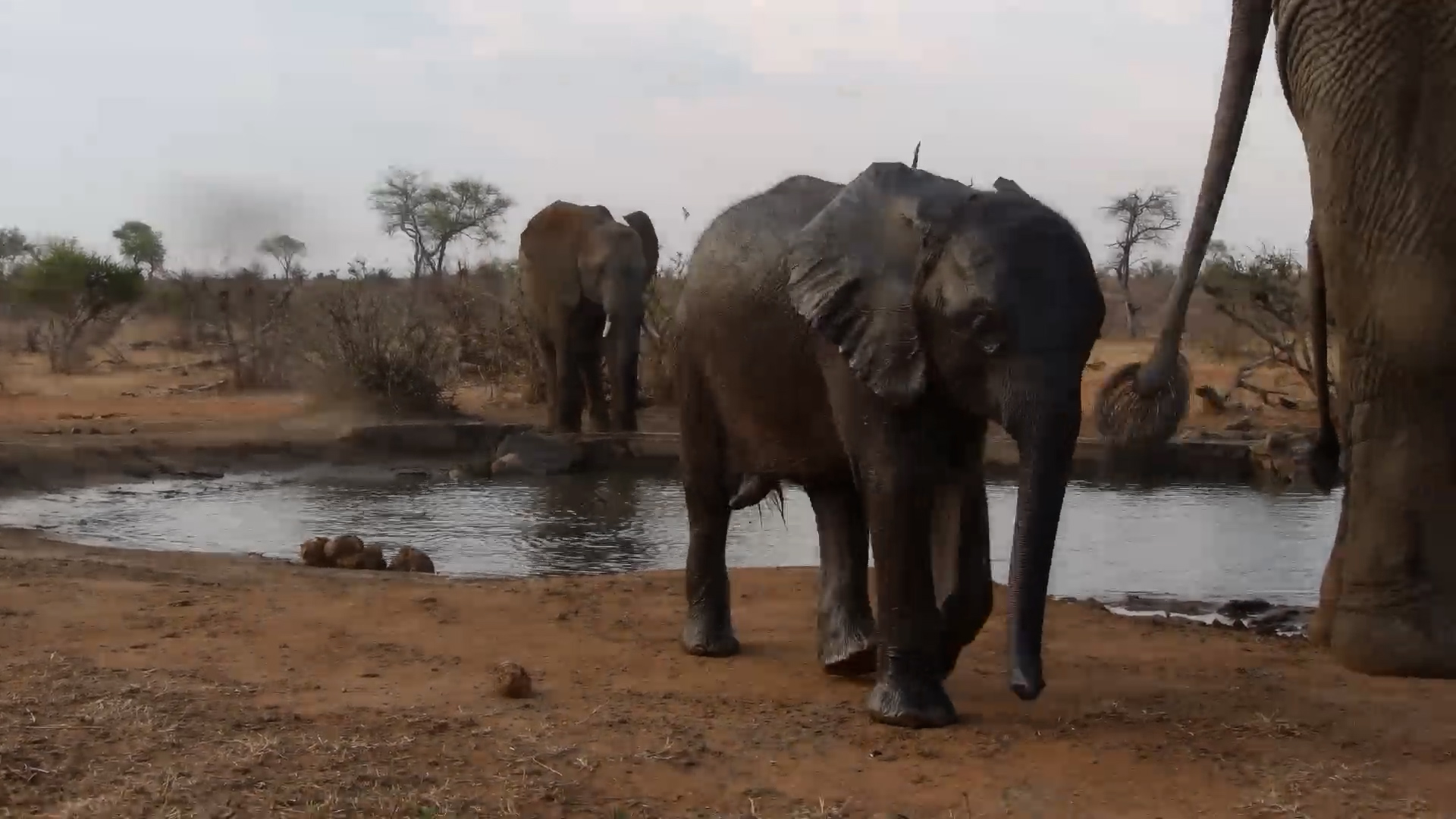 Baby Elephant Has the Best Time in the Water!