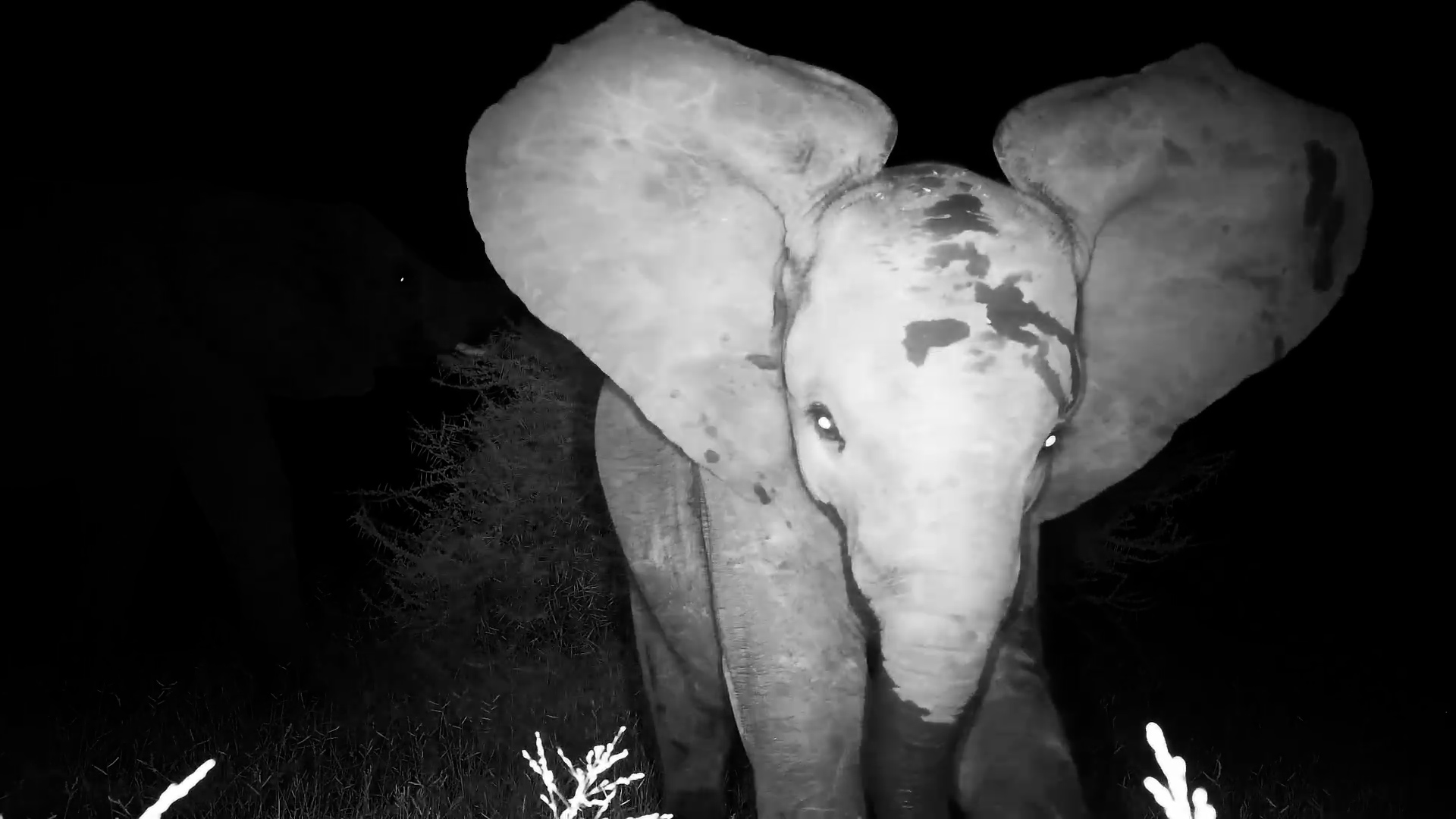 This Little One Found the Lens