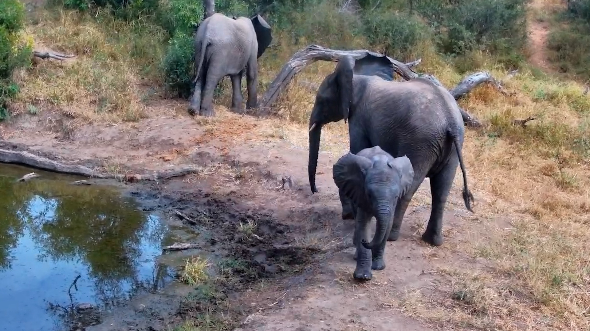 Baby Elephant Came Right Up to the Camera