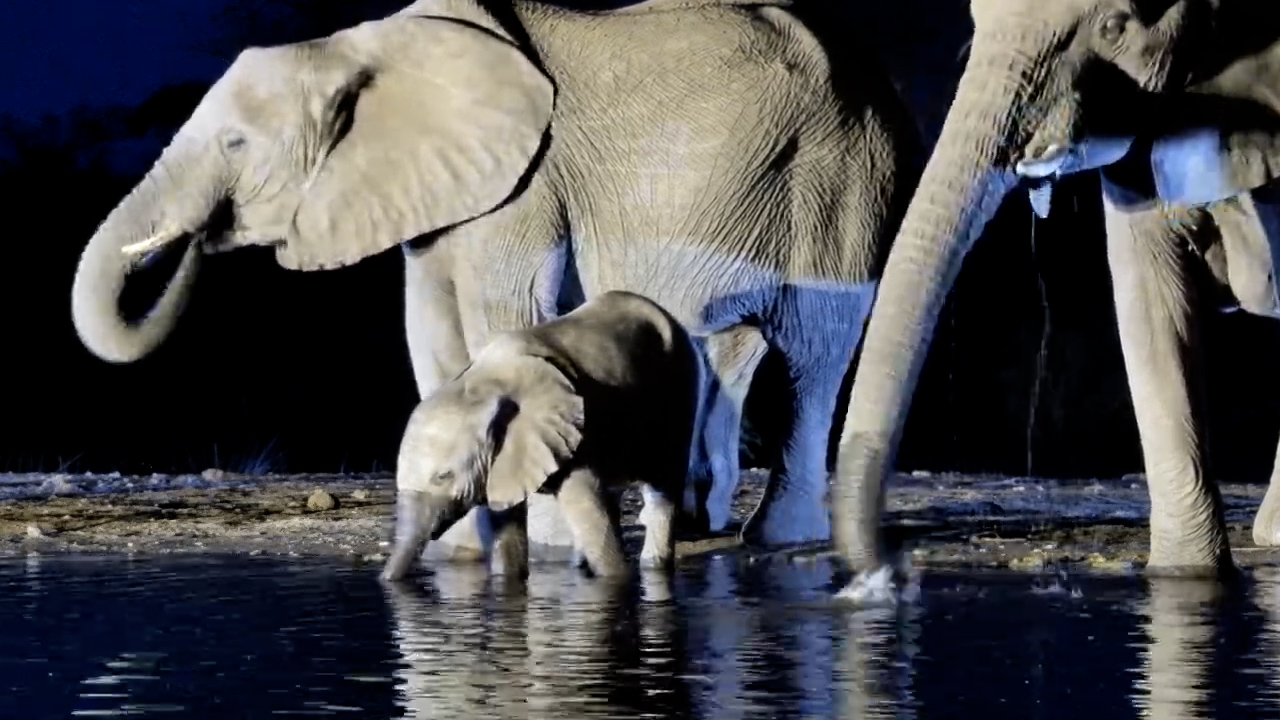 Baby Elephant Drinks Like a Champ! Adorable Calf Moment