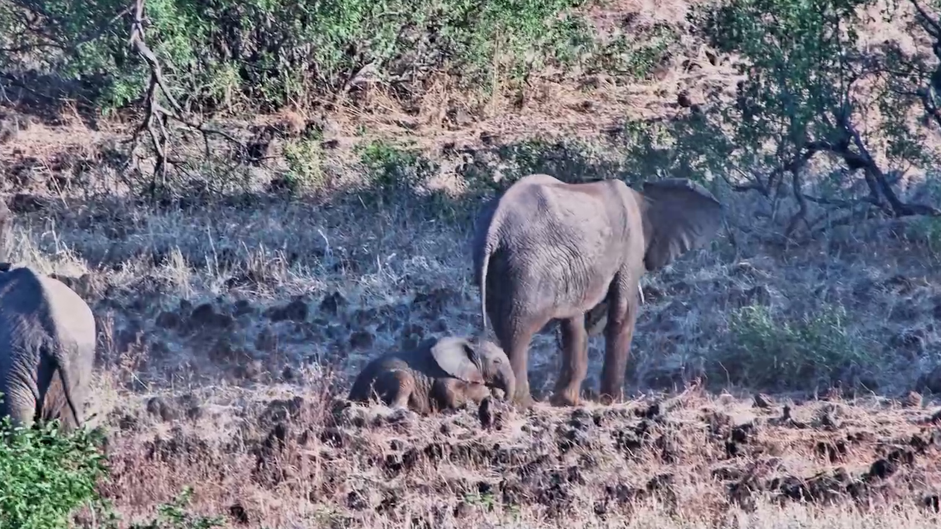 A Baby Elephant Copies Mum’s Dust-Bath Routine