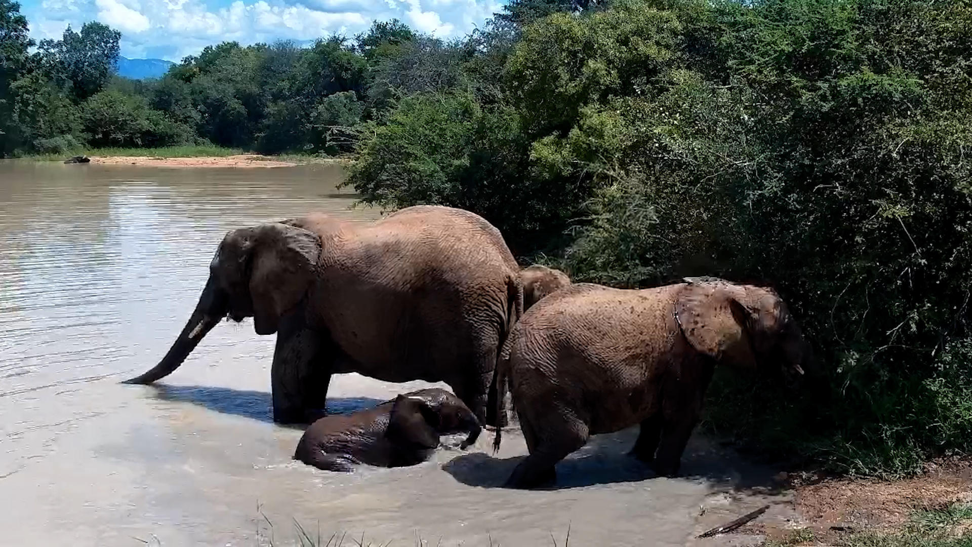 Little Swimmer! Elephant Calf Plays Around Adults