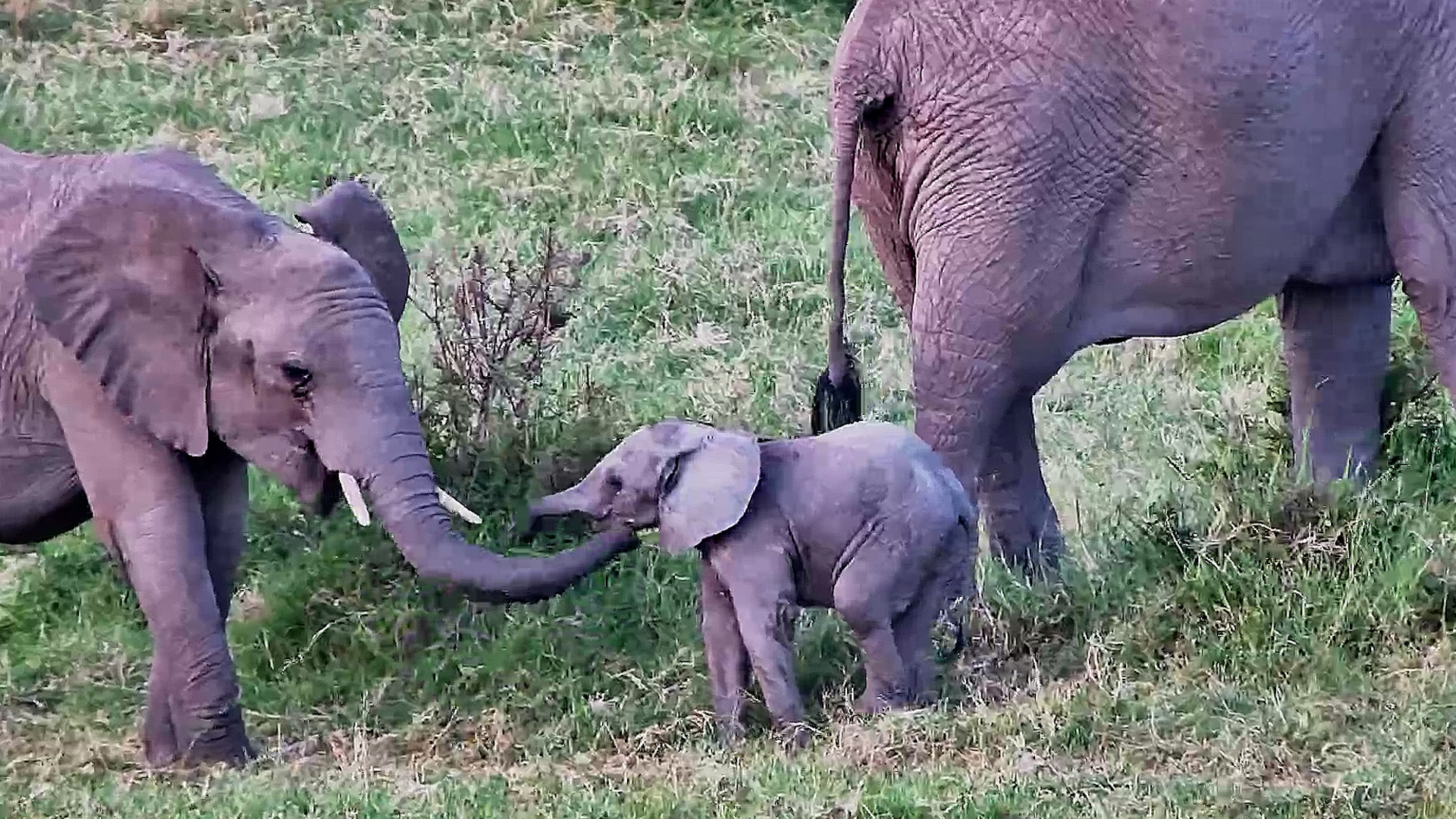 The Cutest Member of the Herd