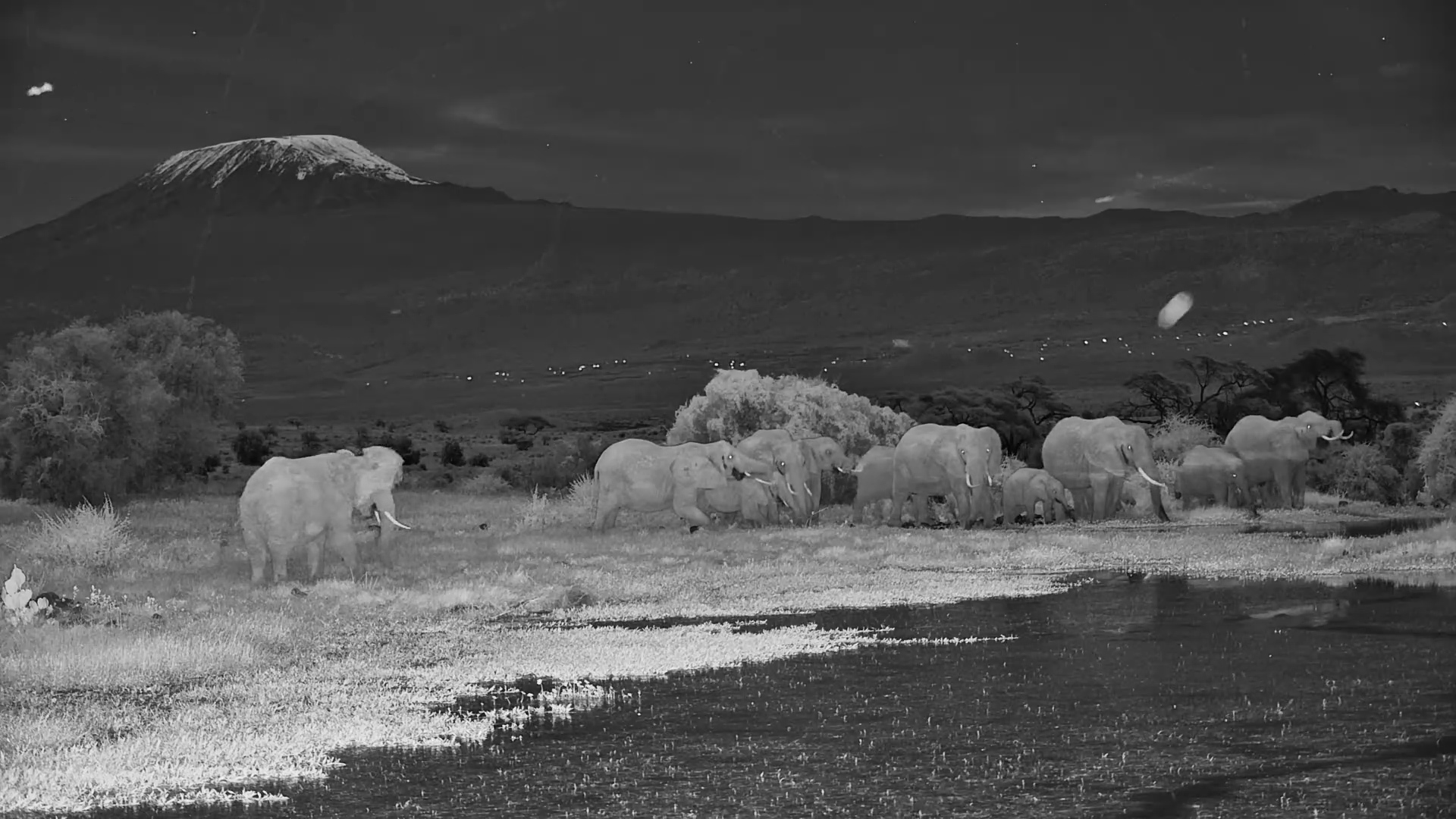 Night Drink Turns Adorable as Calf Dunks In