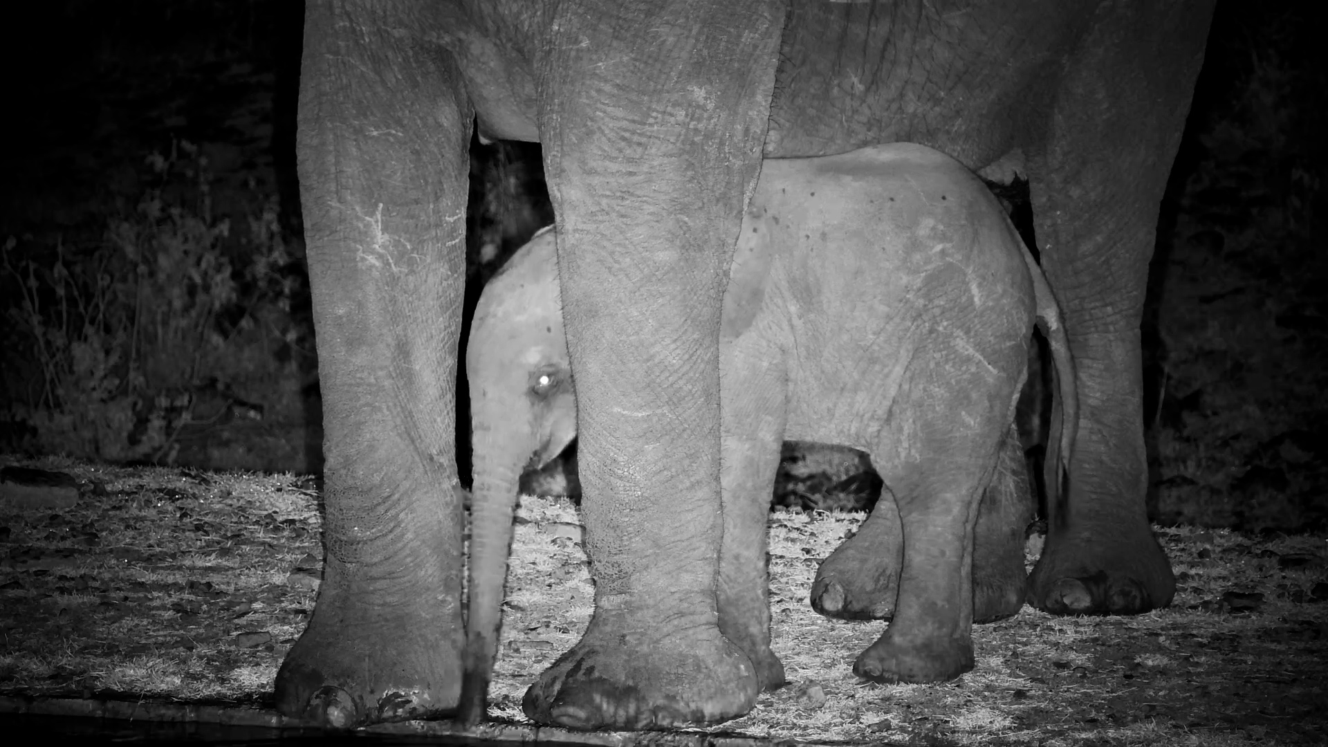 Elephant Calf Learning to Use His Trunk